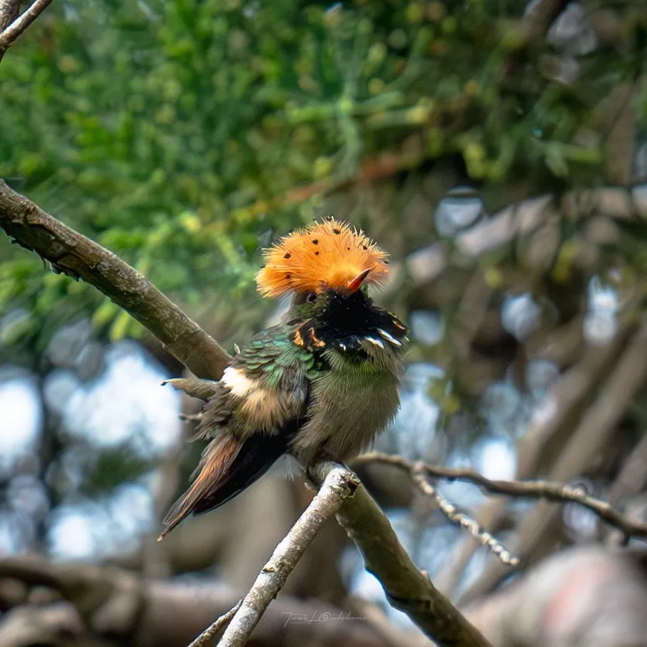 Colibrí