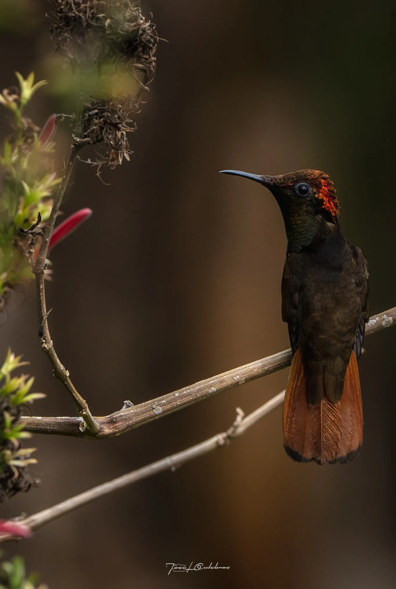 Colibrí
