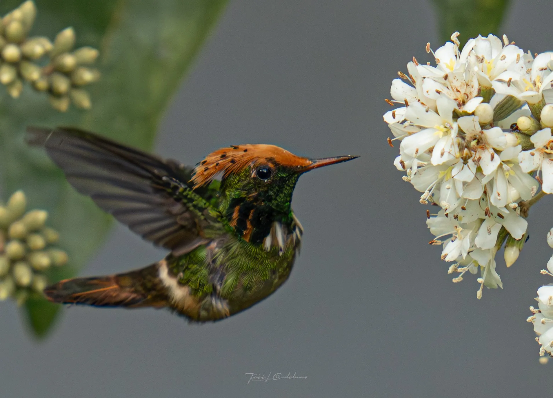 Colibrí
