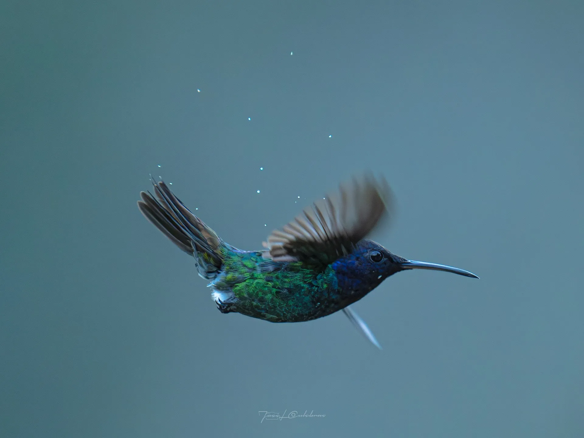 Colibrí