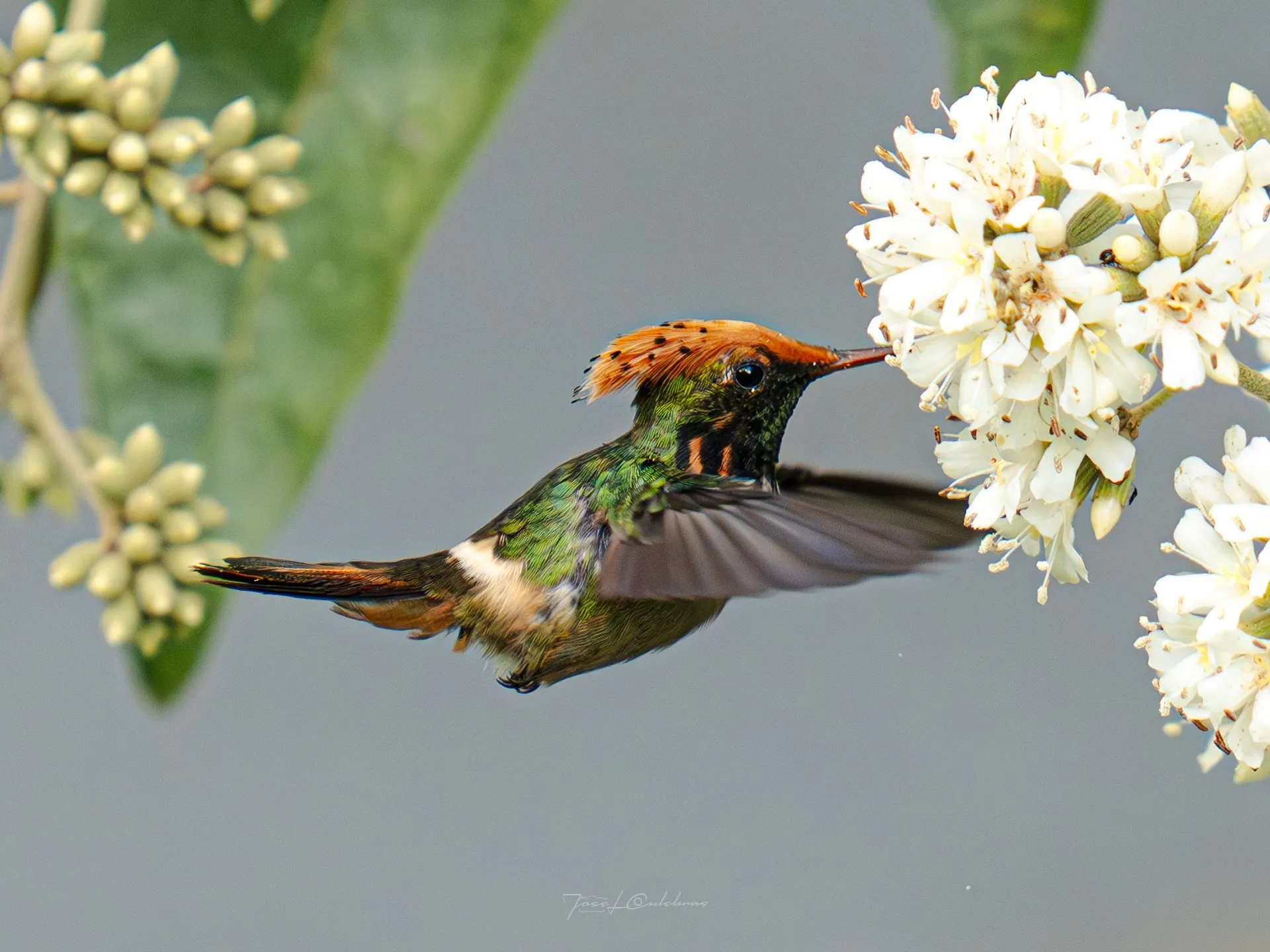Colibrí