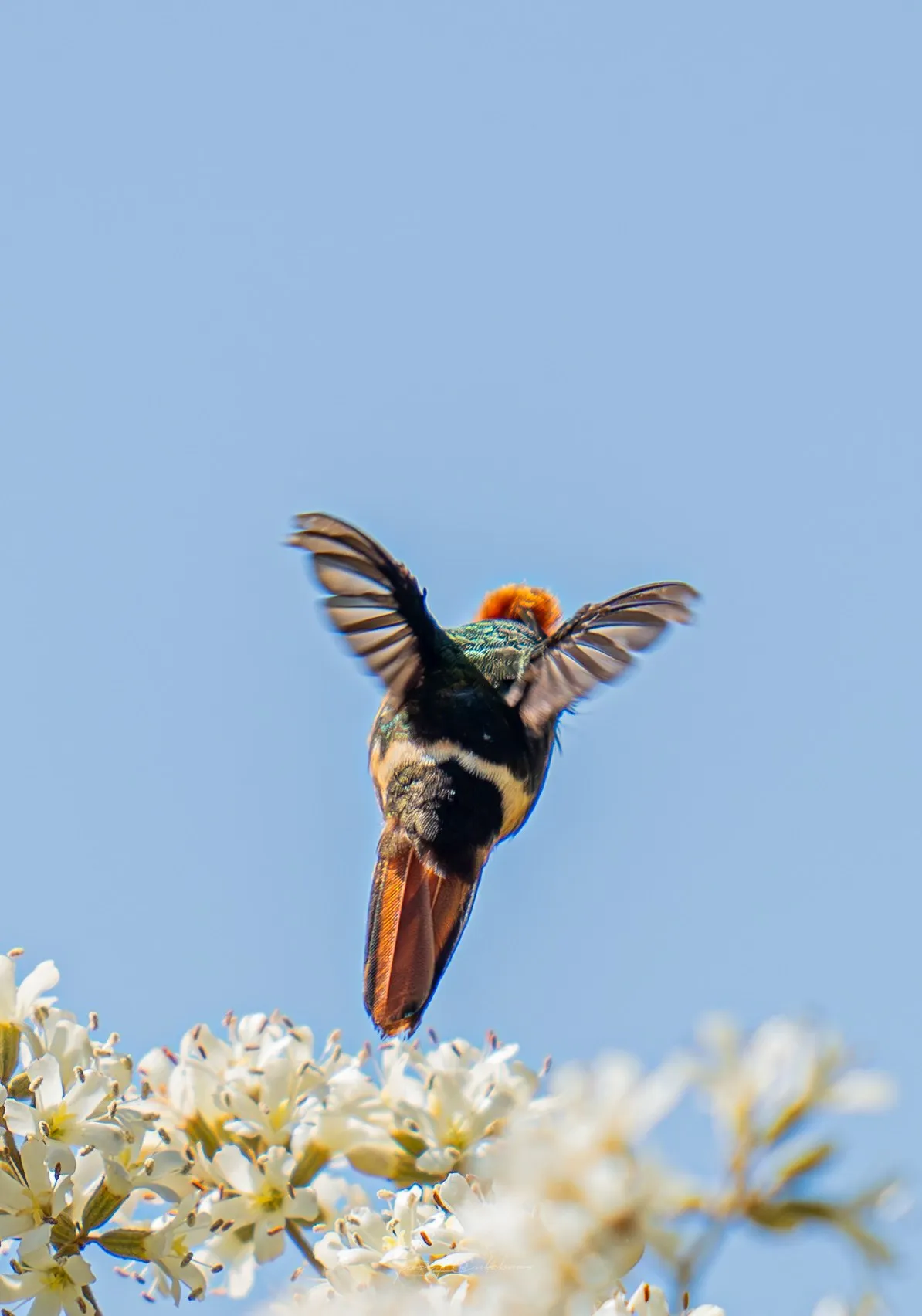 Colibrí