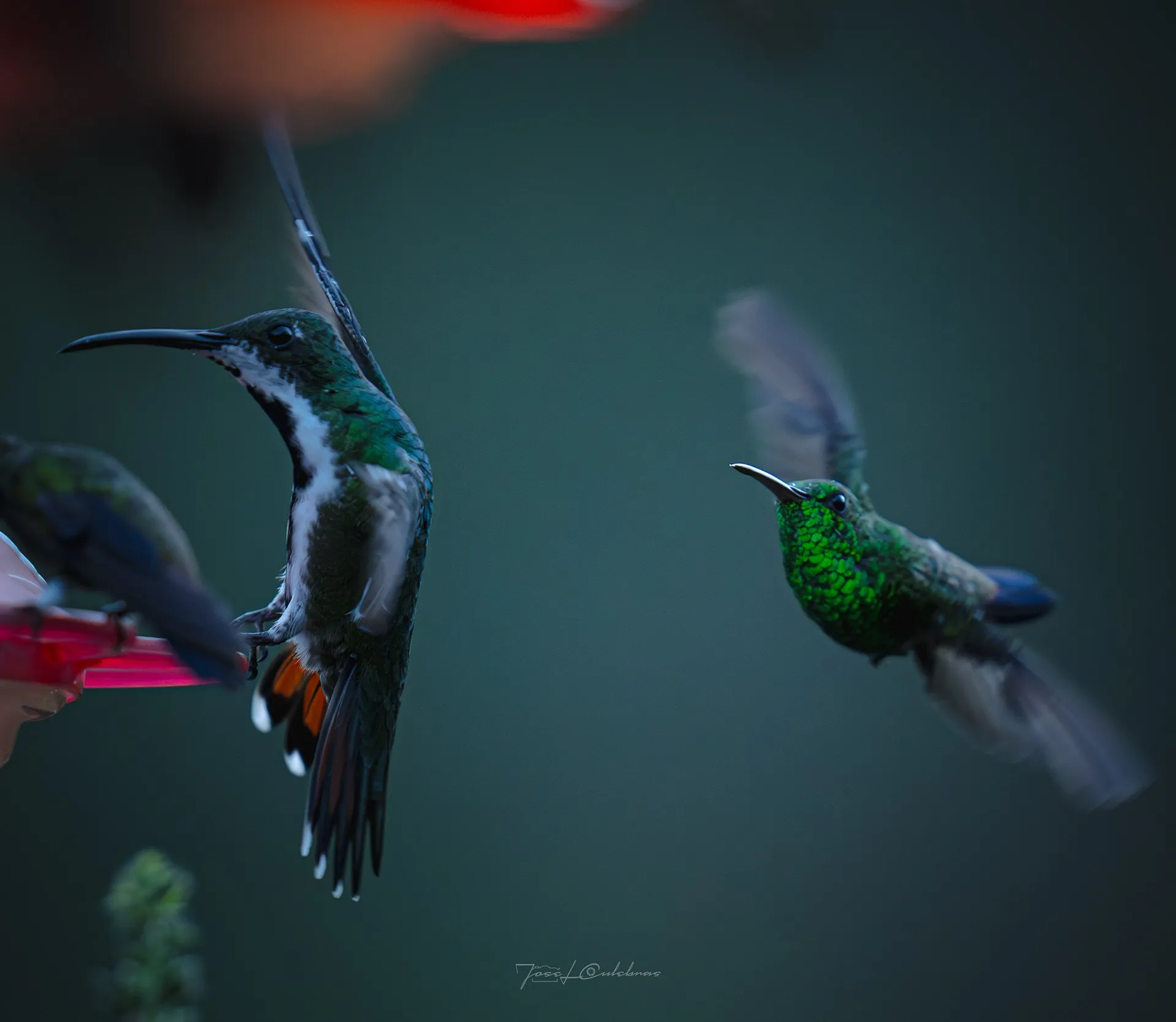 Colibrí