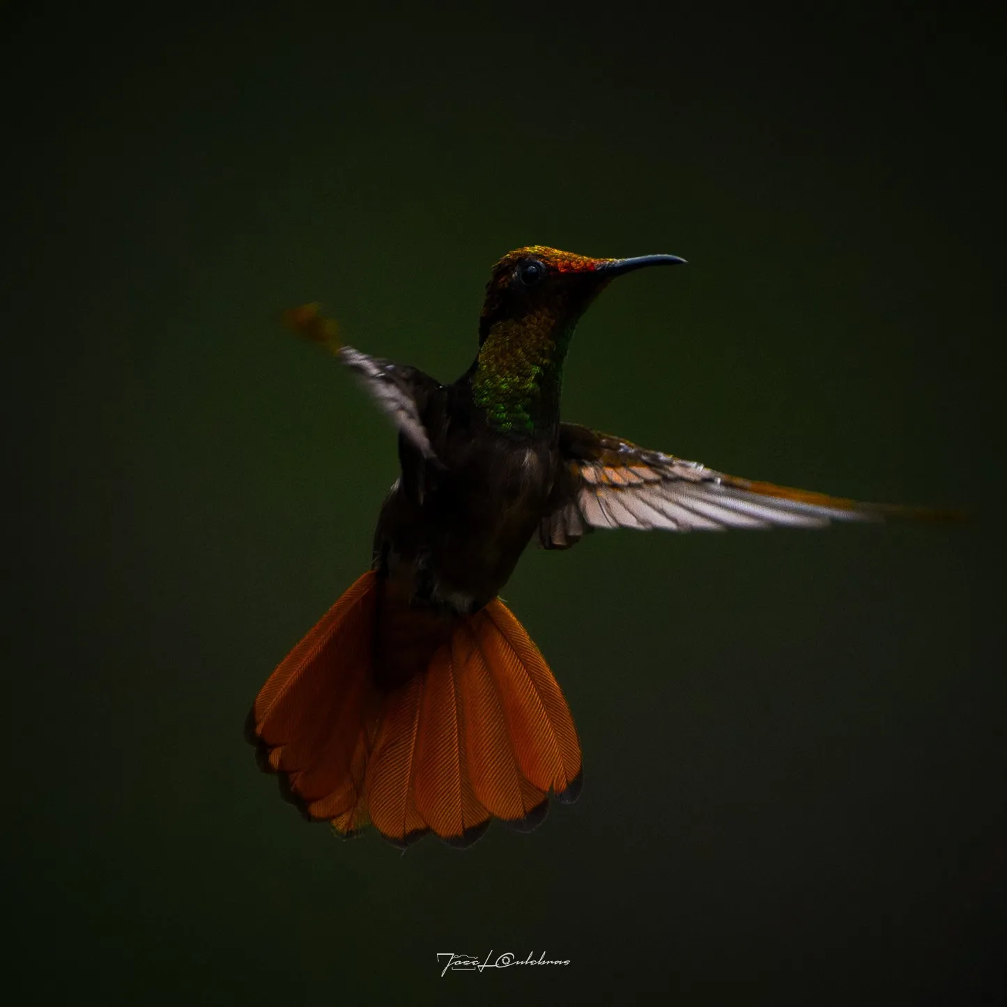 Colibrí