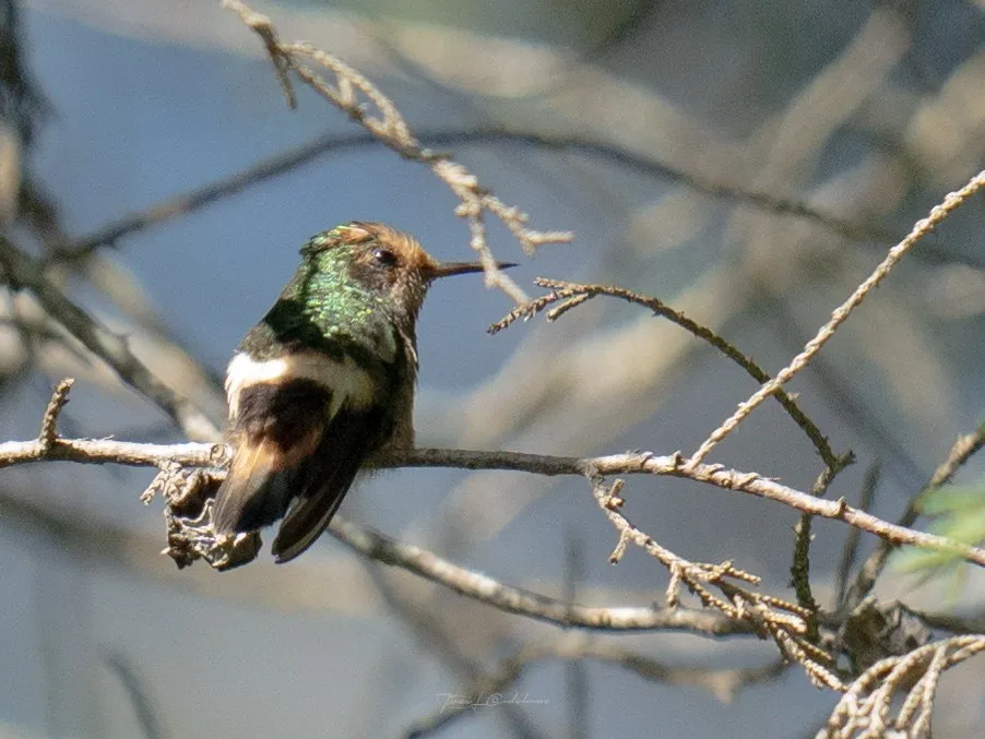 Colibrí