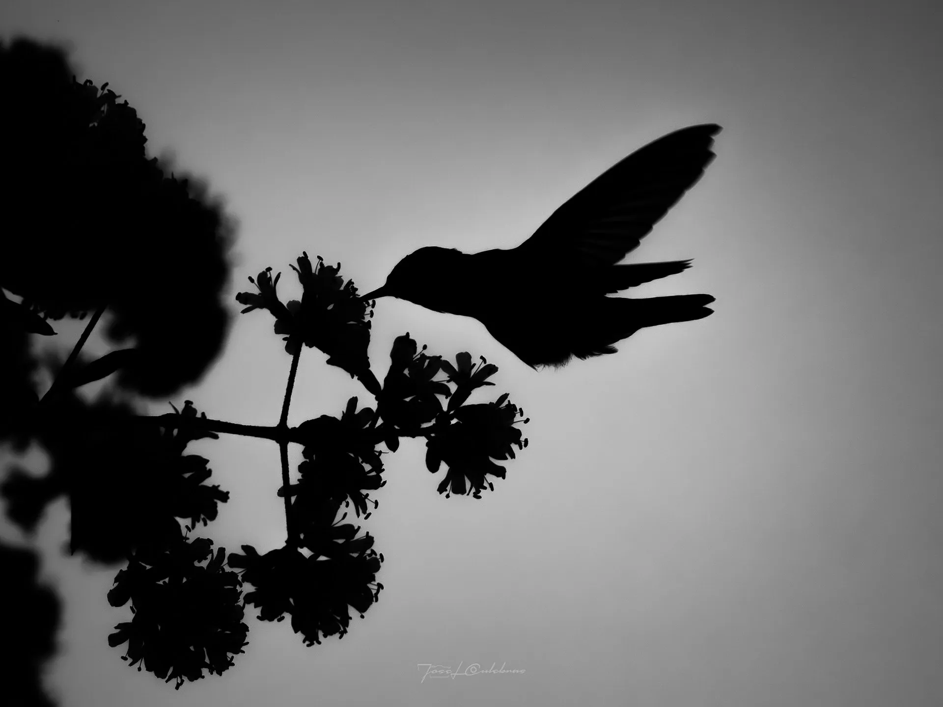 Colibrí