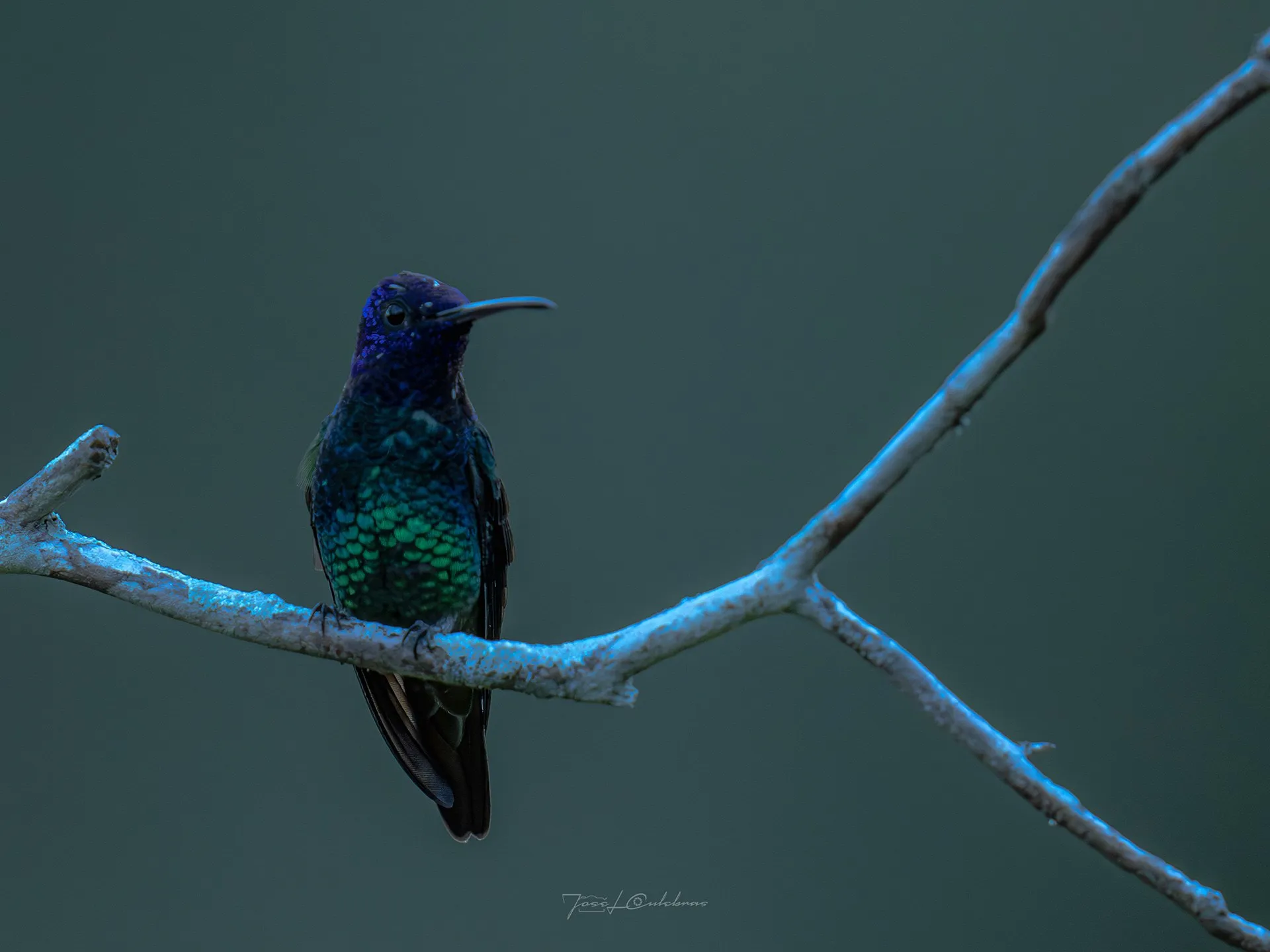 Colibrí