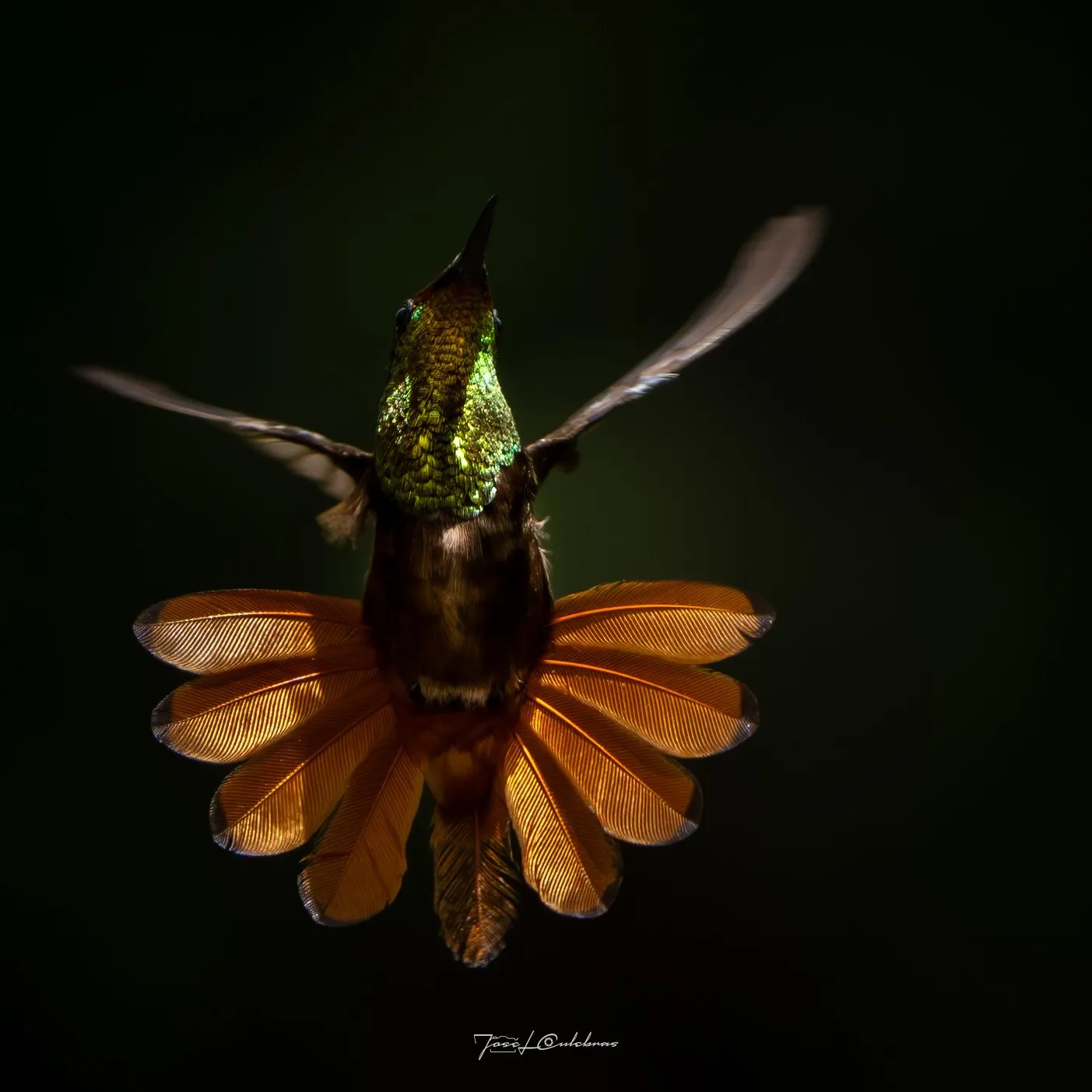 Colibrí