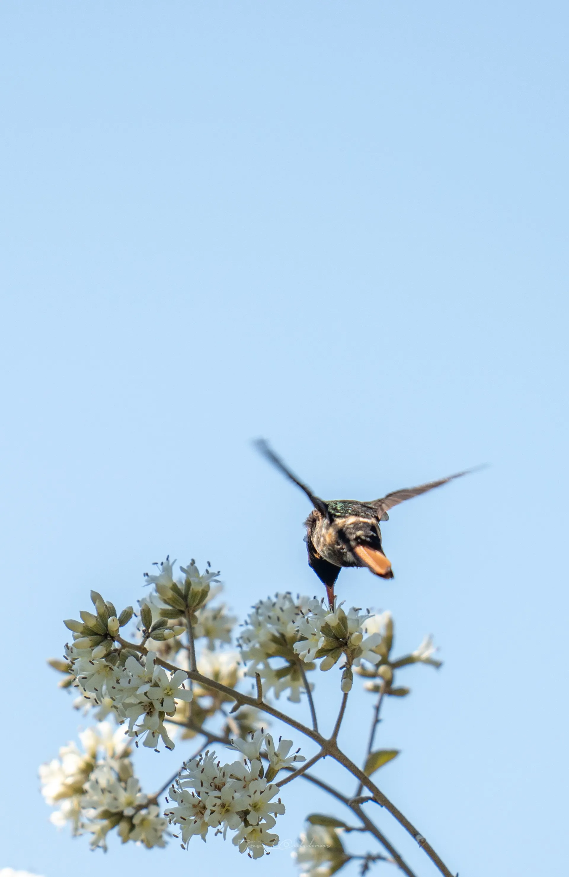 Colibrí