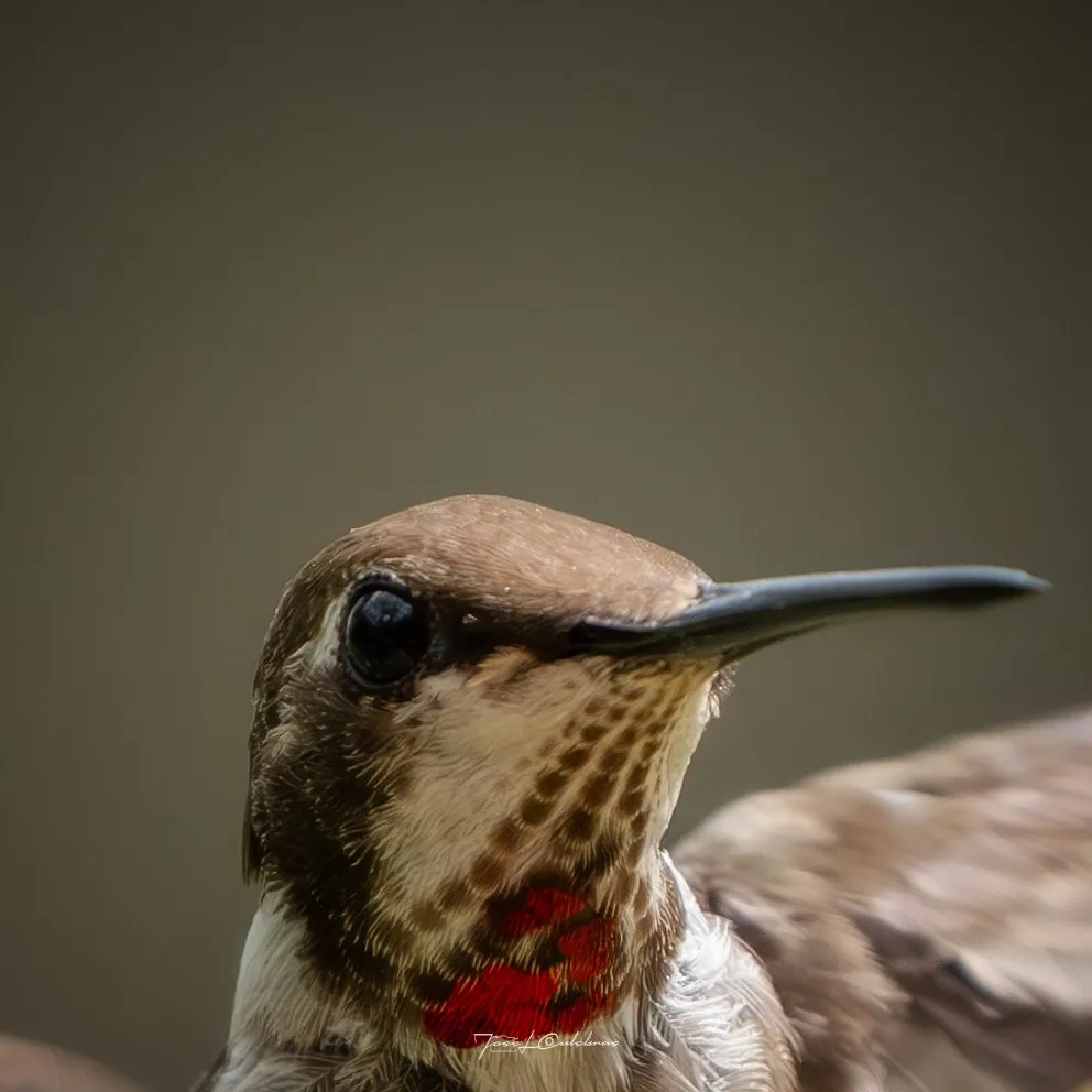 Colibrí