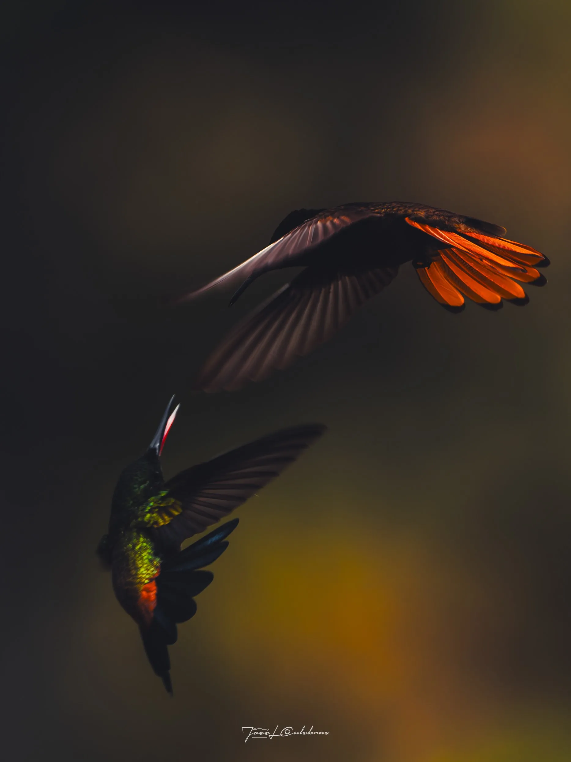 Colibrí