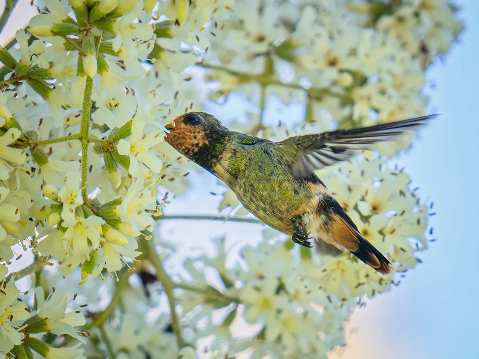 Colibrí