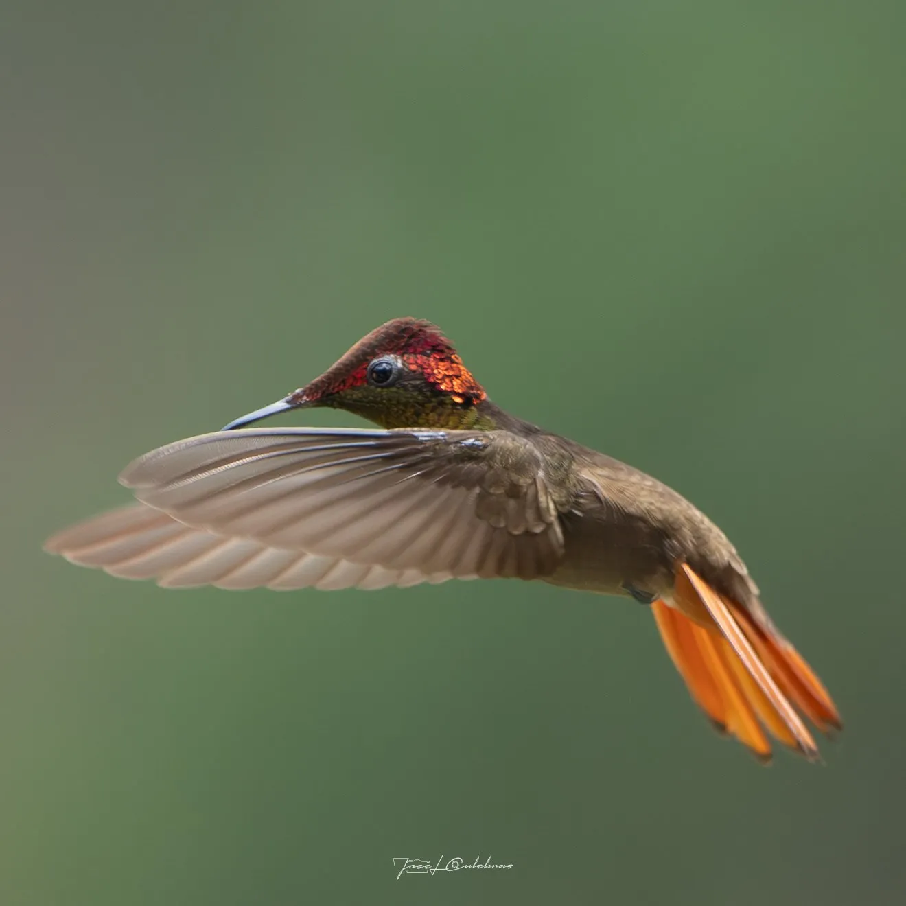 Colibrí