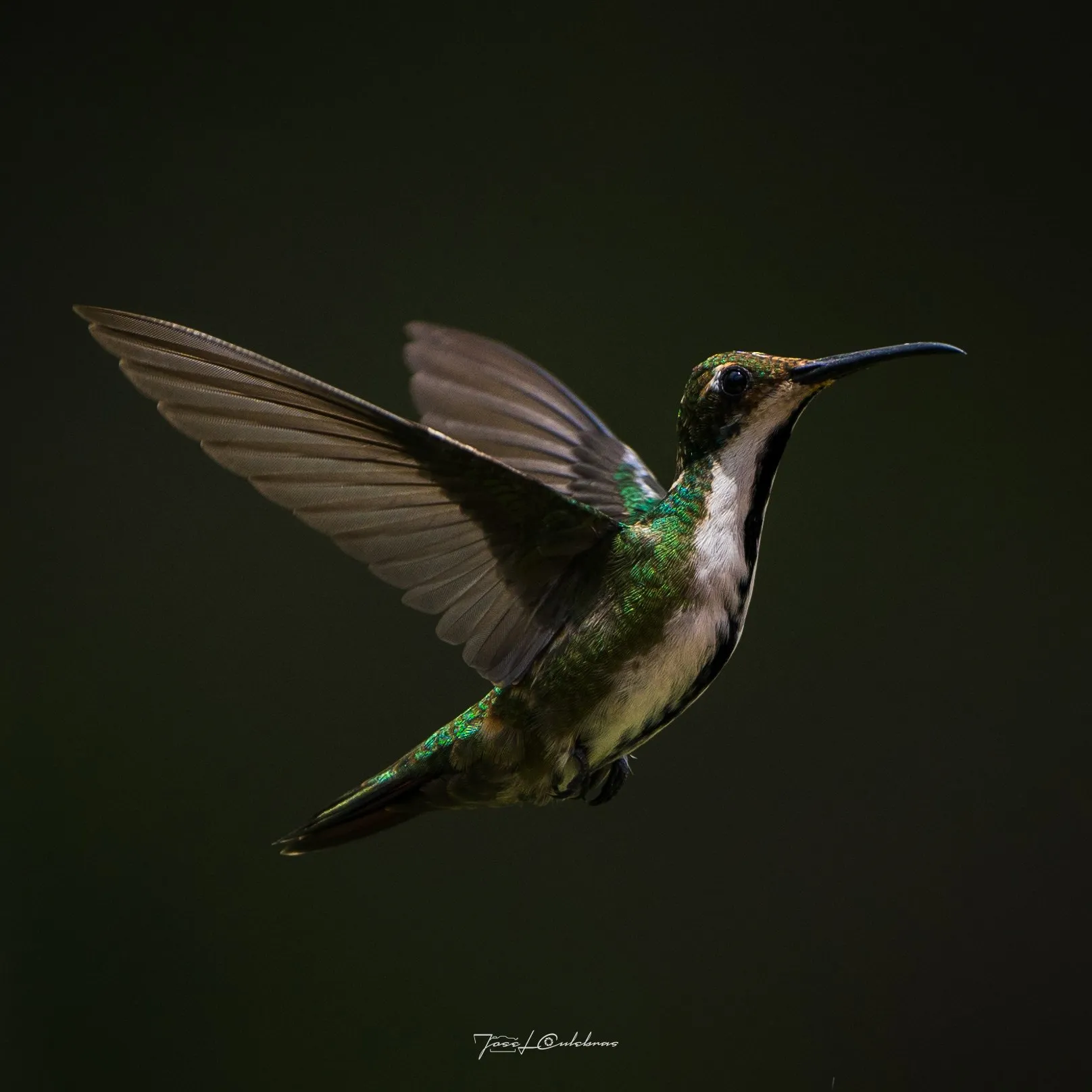 Colibrí