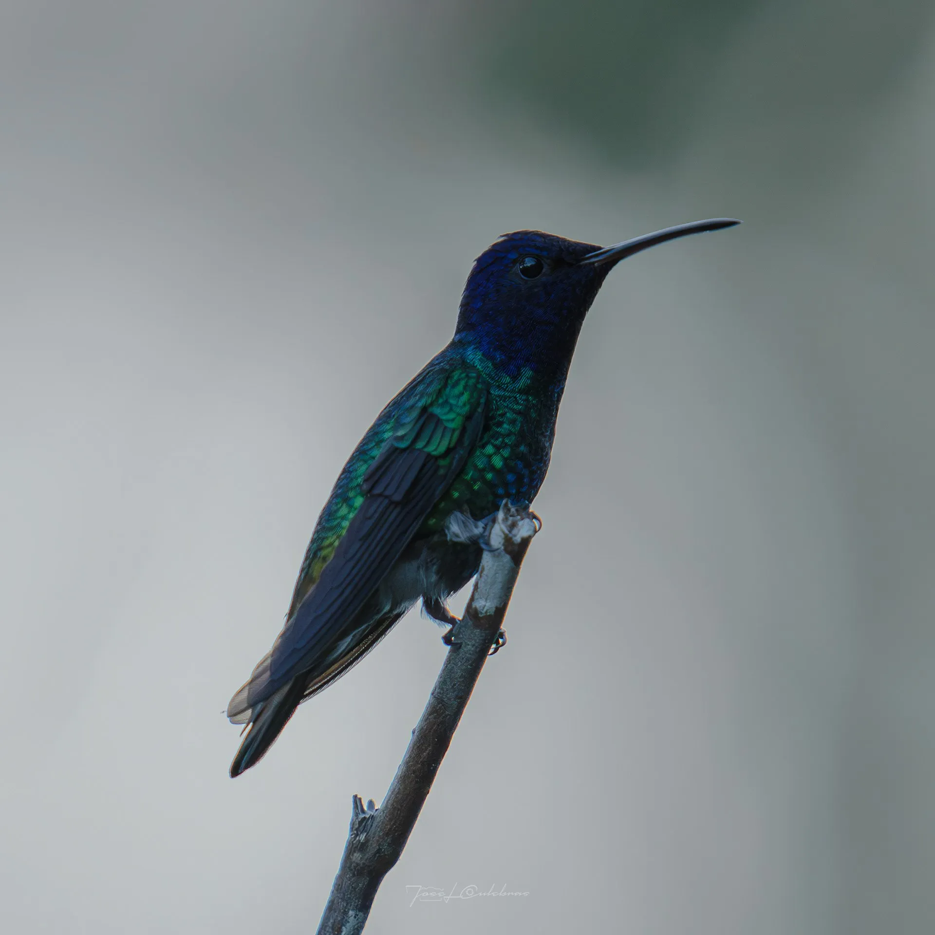 Colibrí