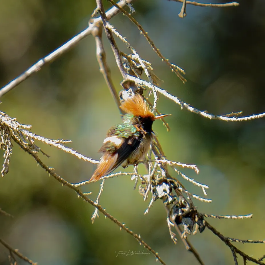 Colibrí