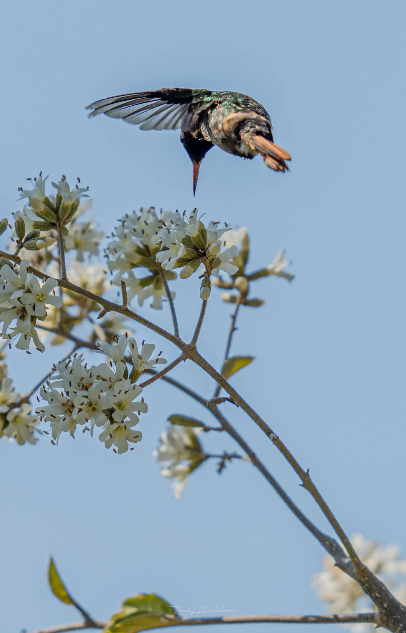 Colibrí