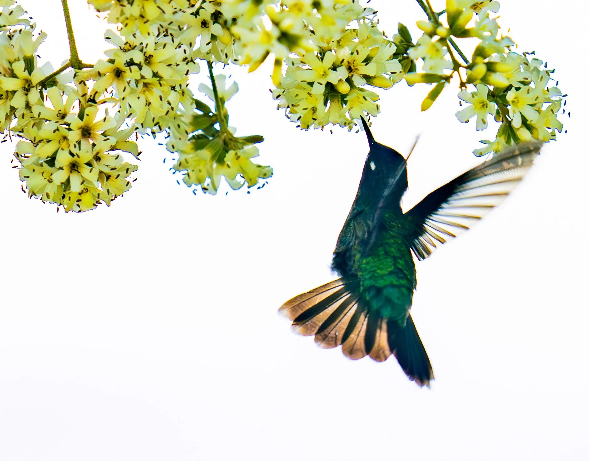 Colibrí