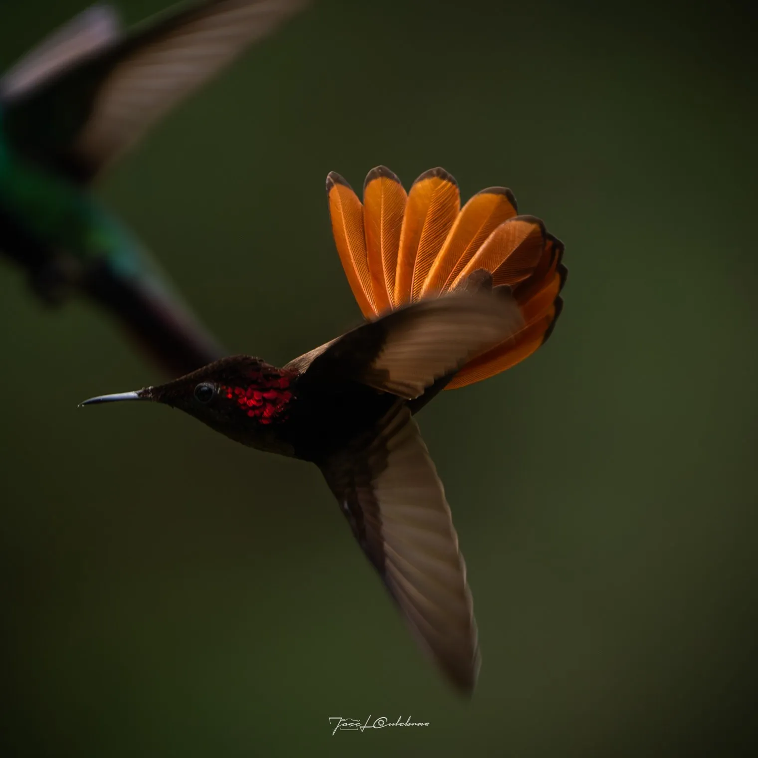 Colibrí