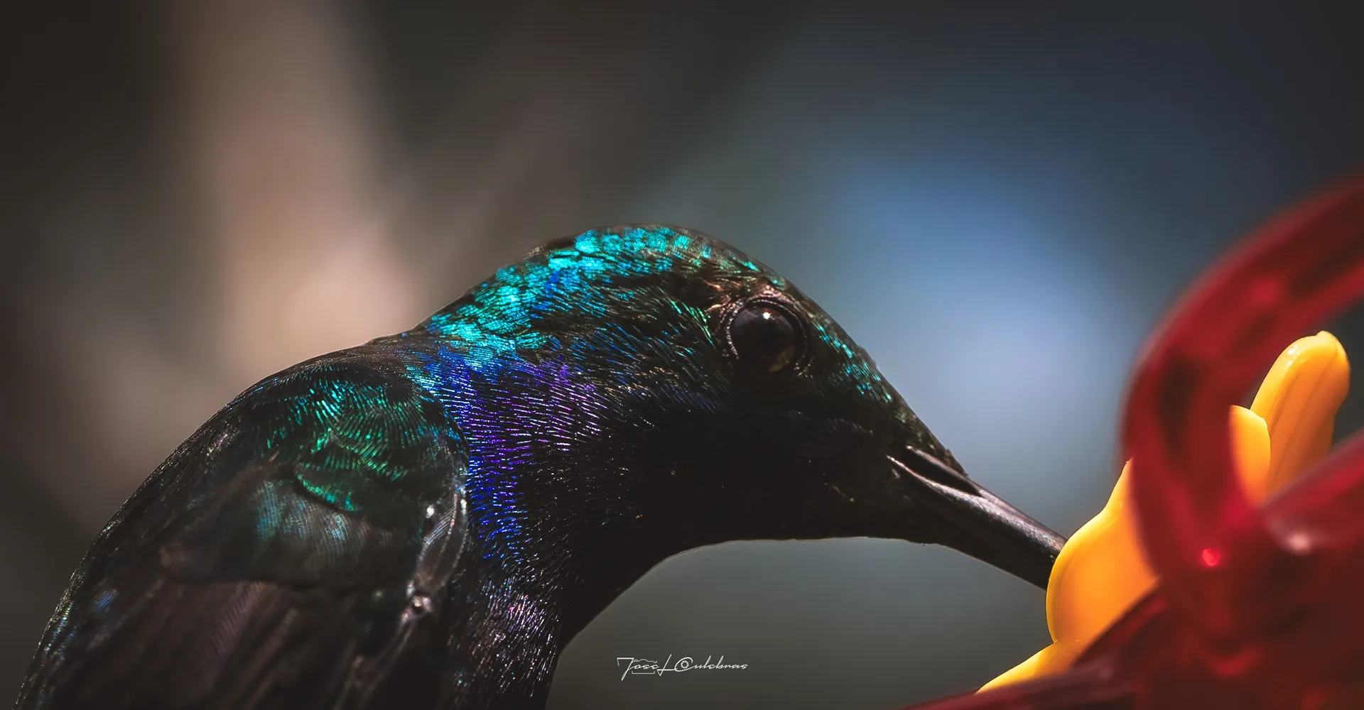 Colibrí