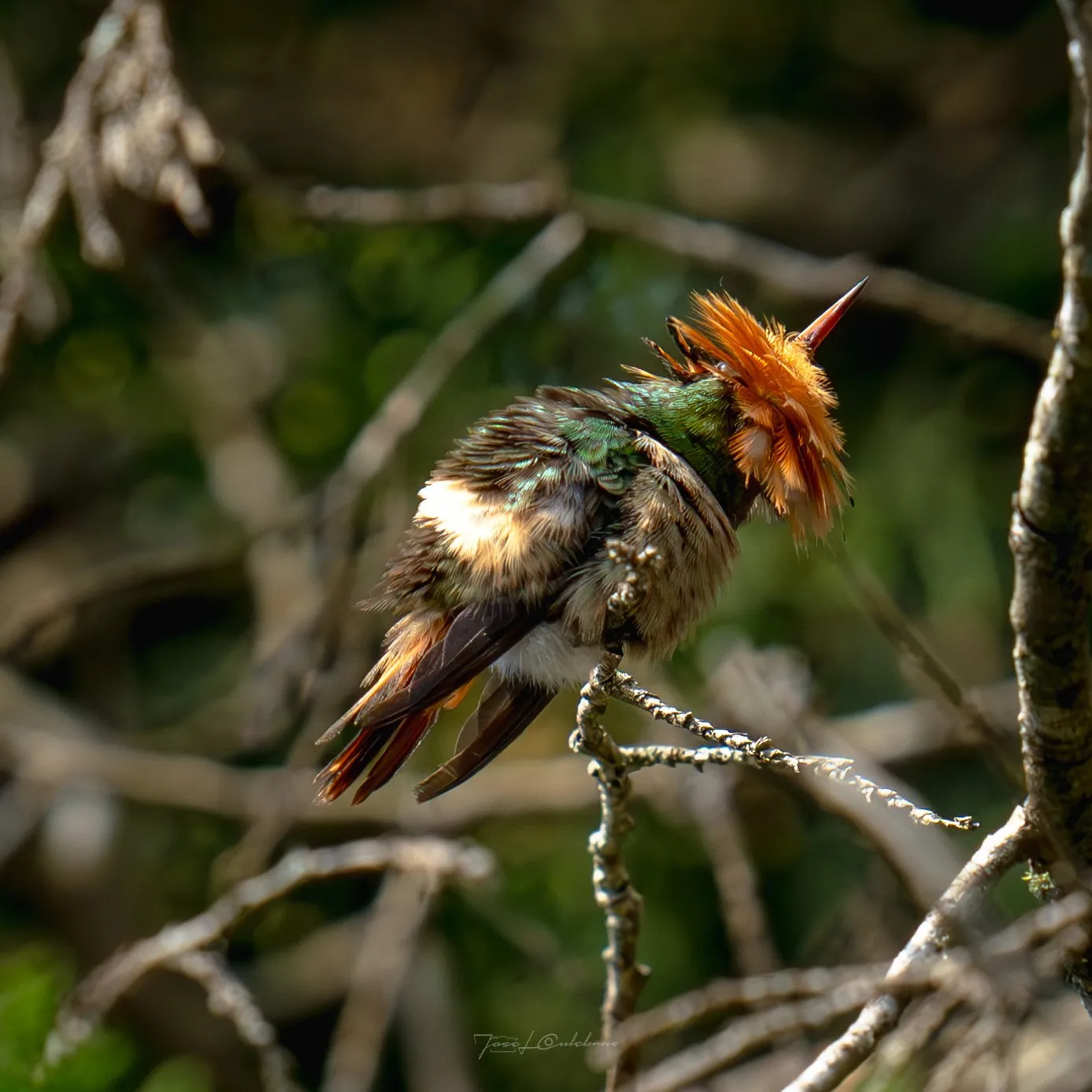 Colibrí