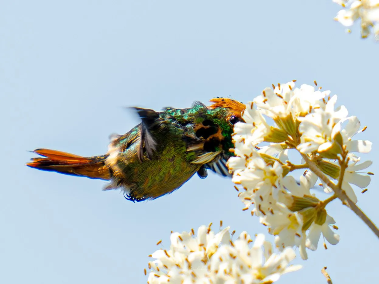 Colibrí
