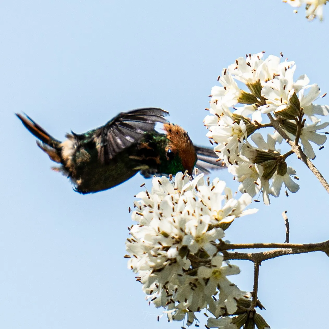Colibrí