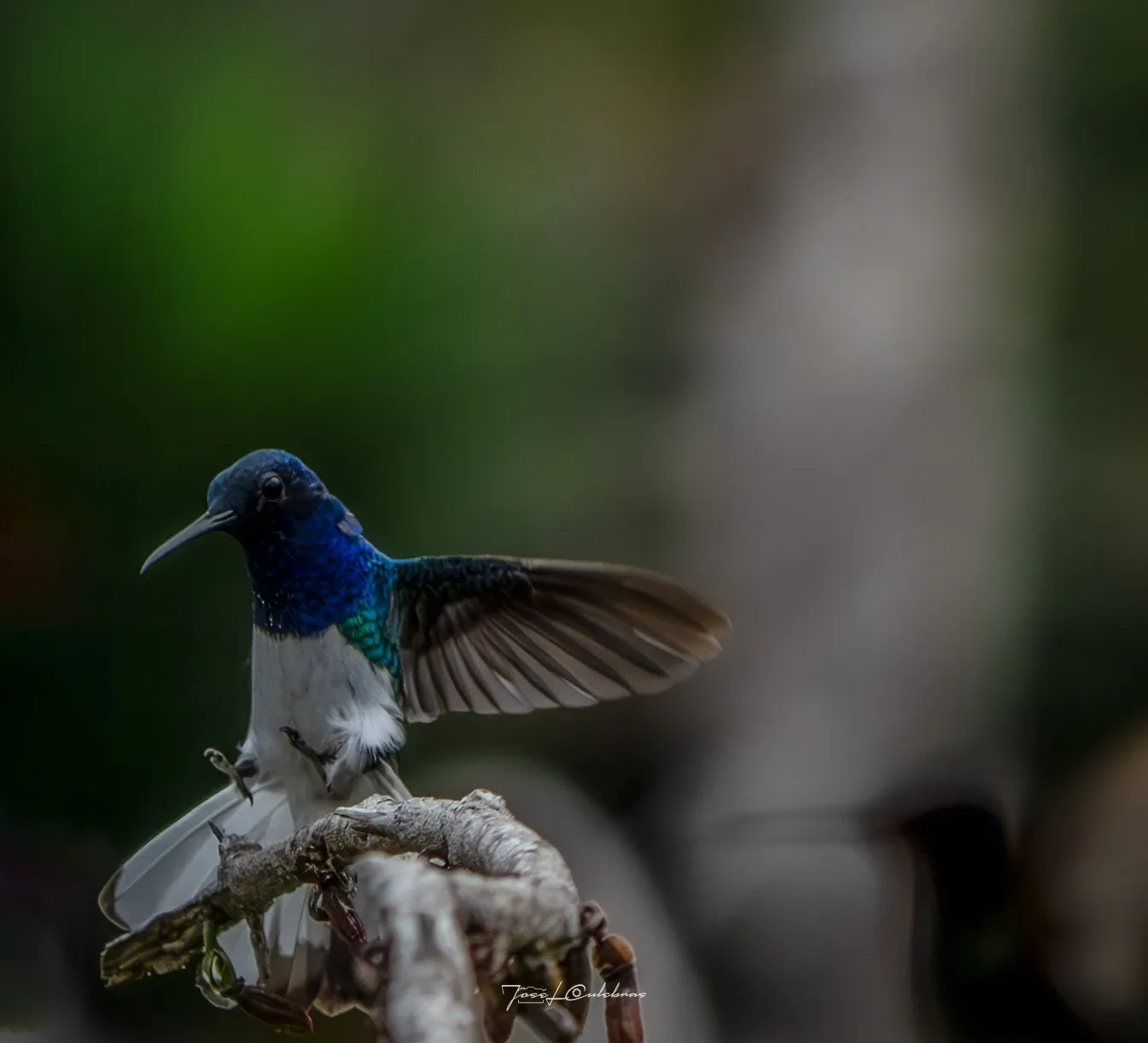 Colibrí