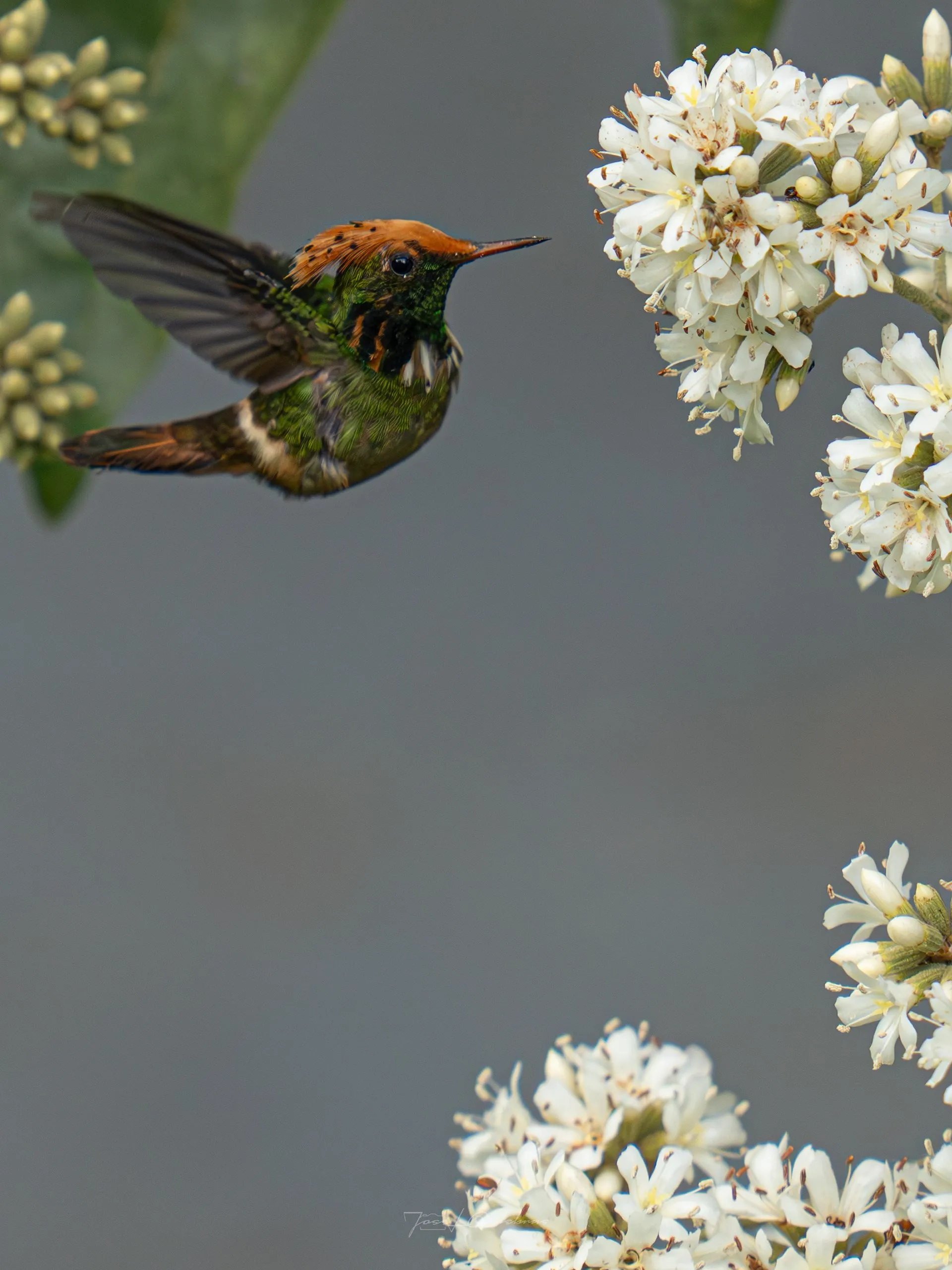 Colibrí