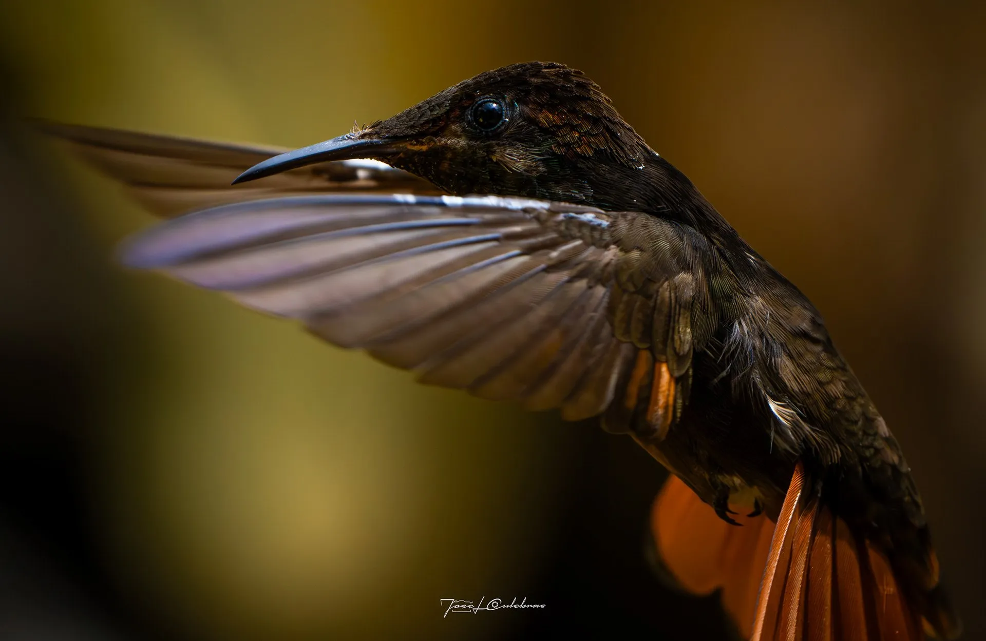 Colibrí