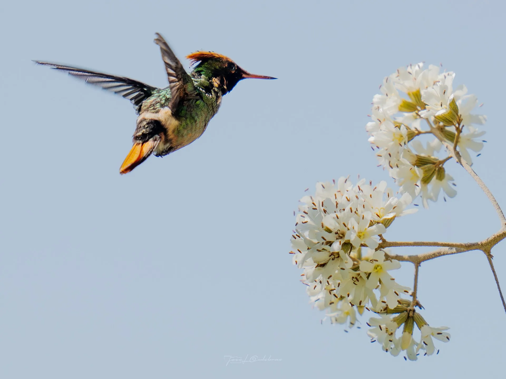 Colibrí