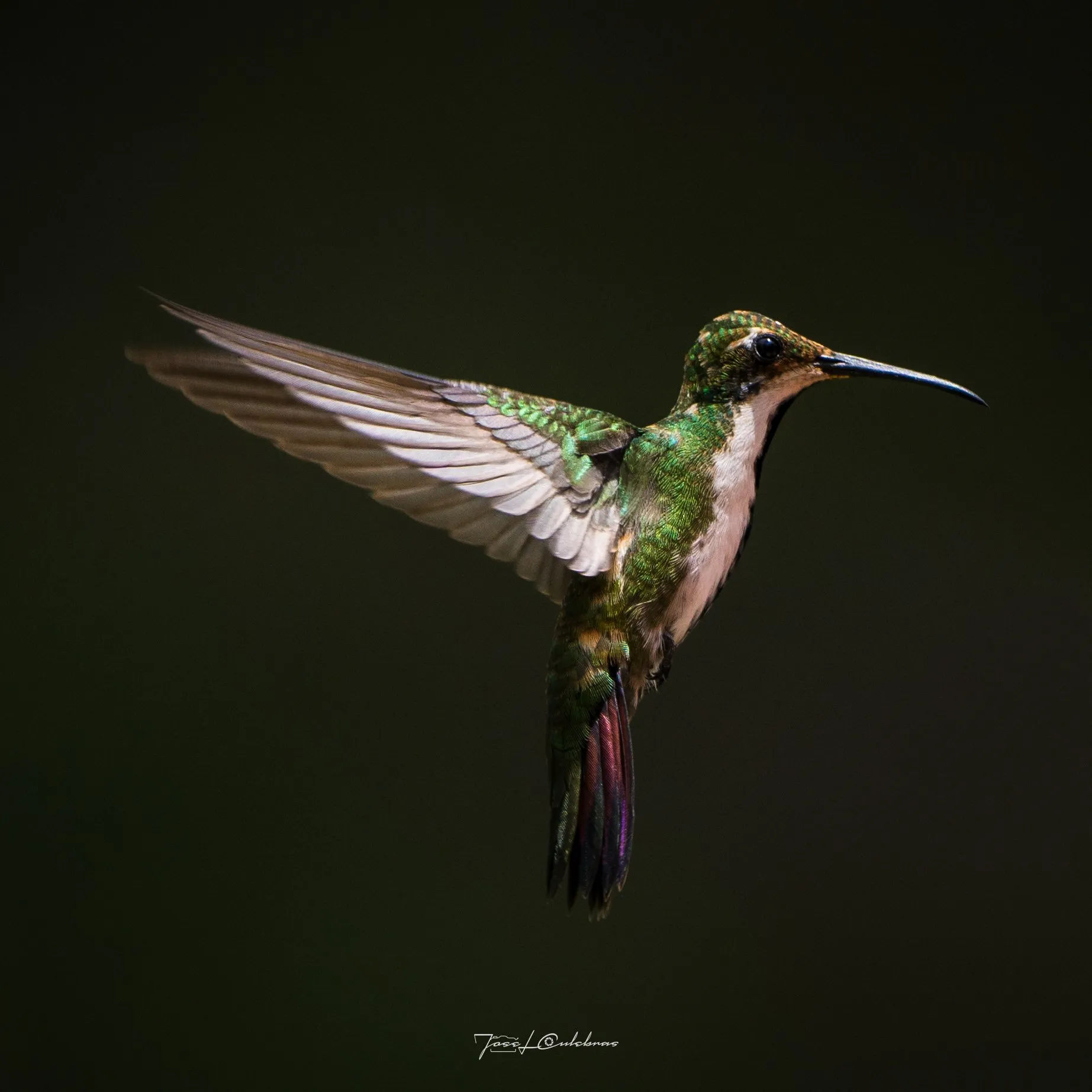 Colibrí
