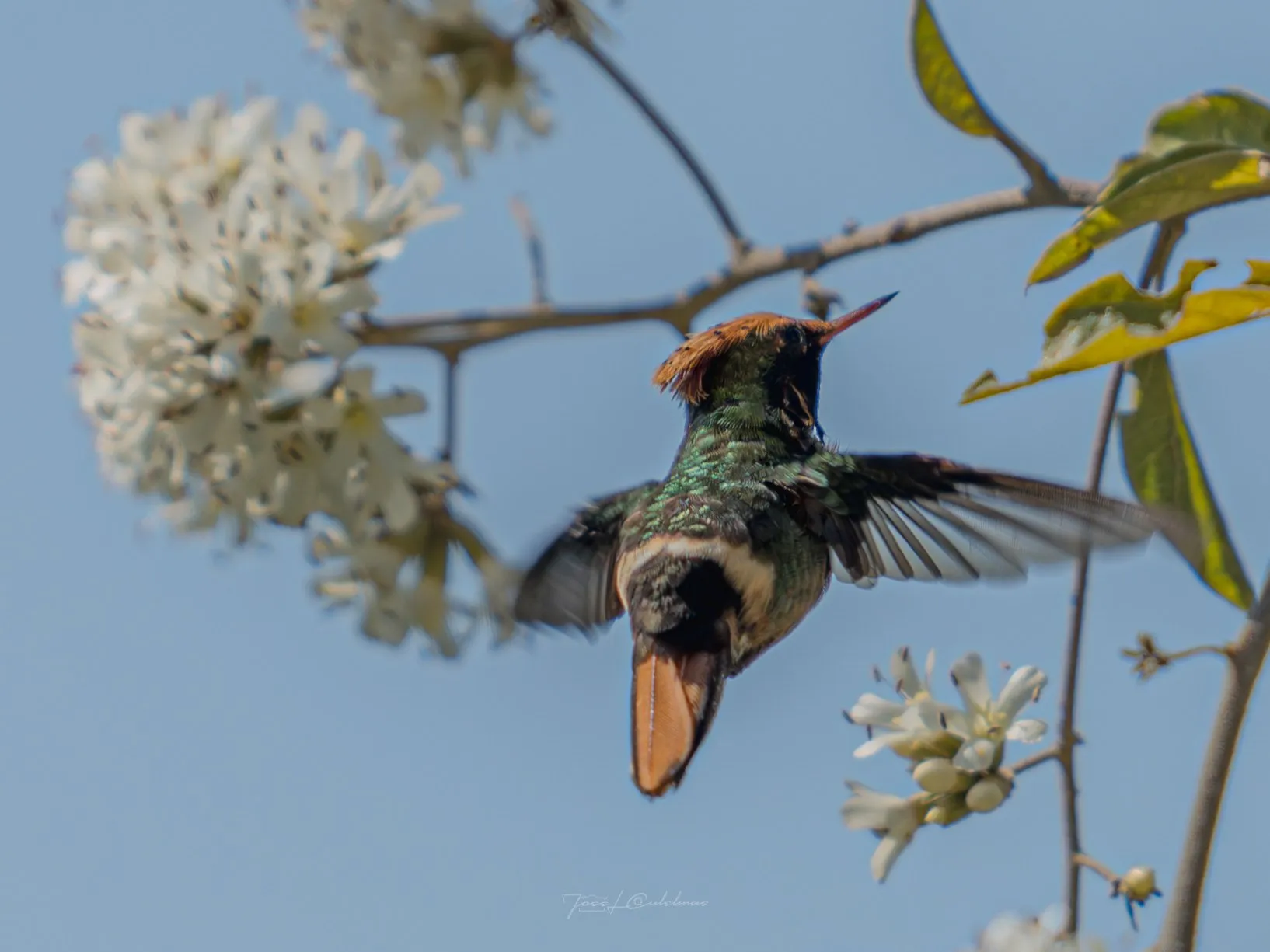 Colibrí