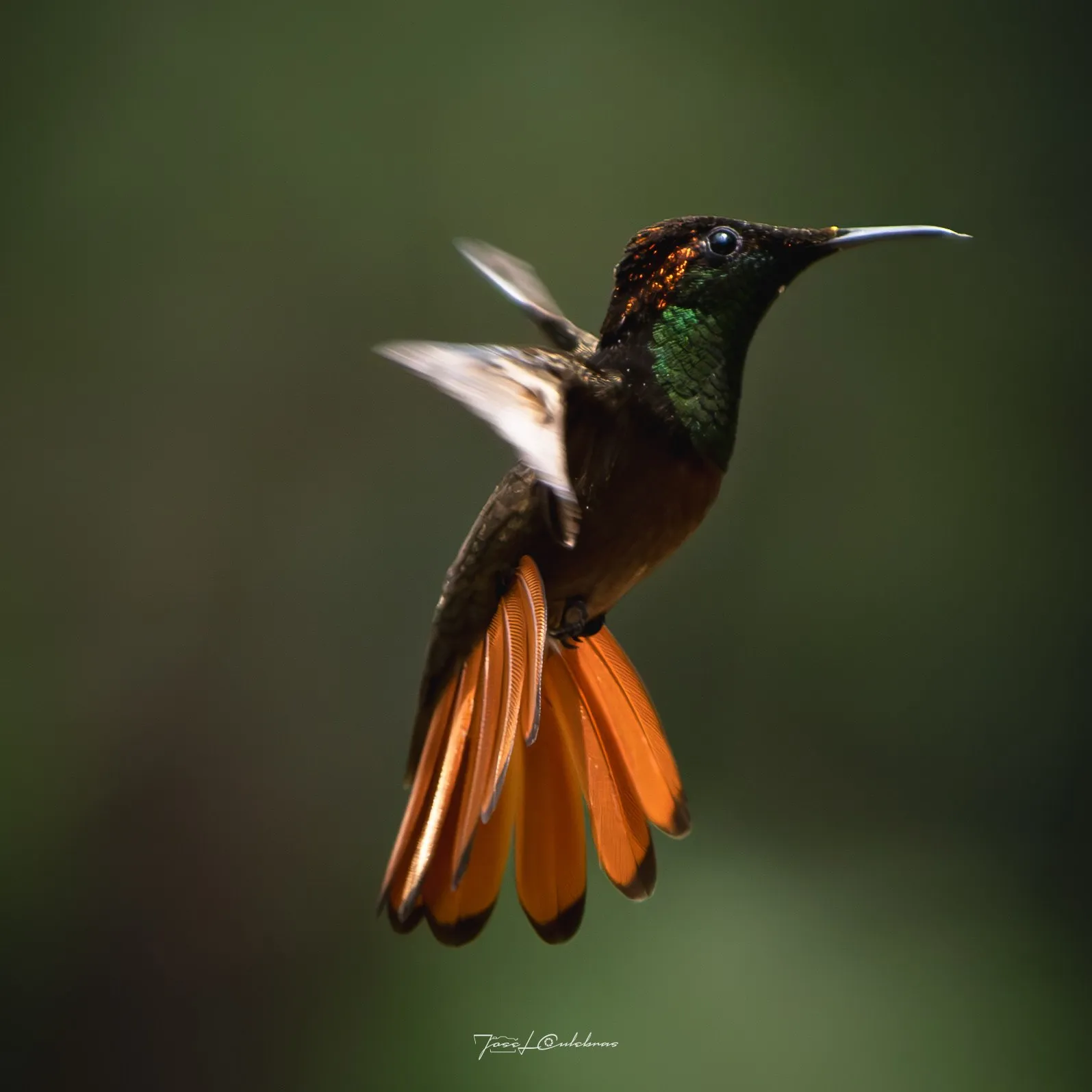 Colibrí