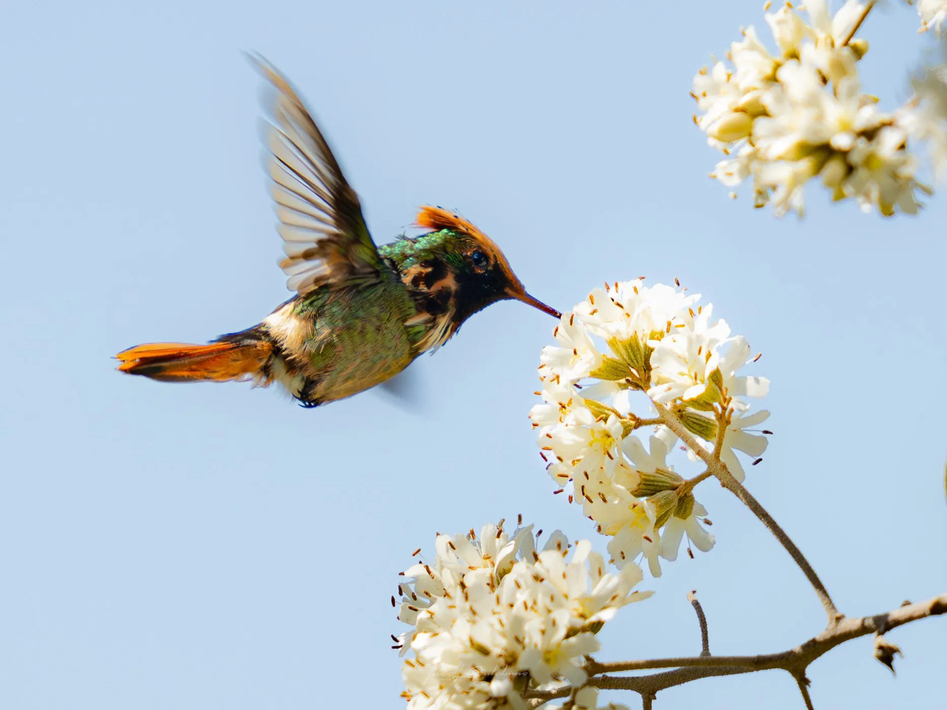 Colibrí