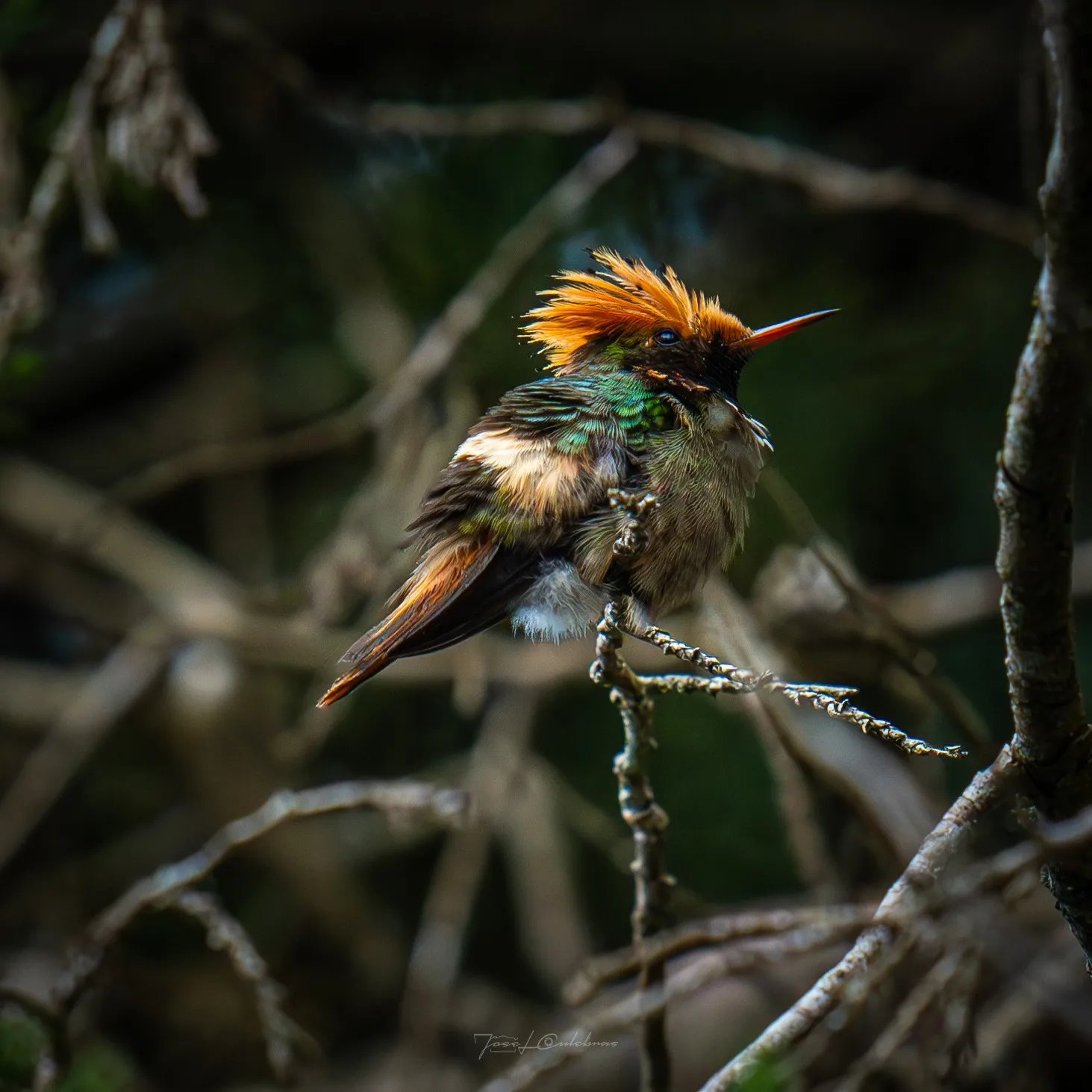 Colibrí