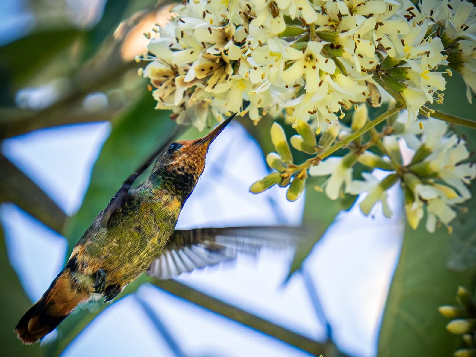 Colibrí