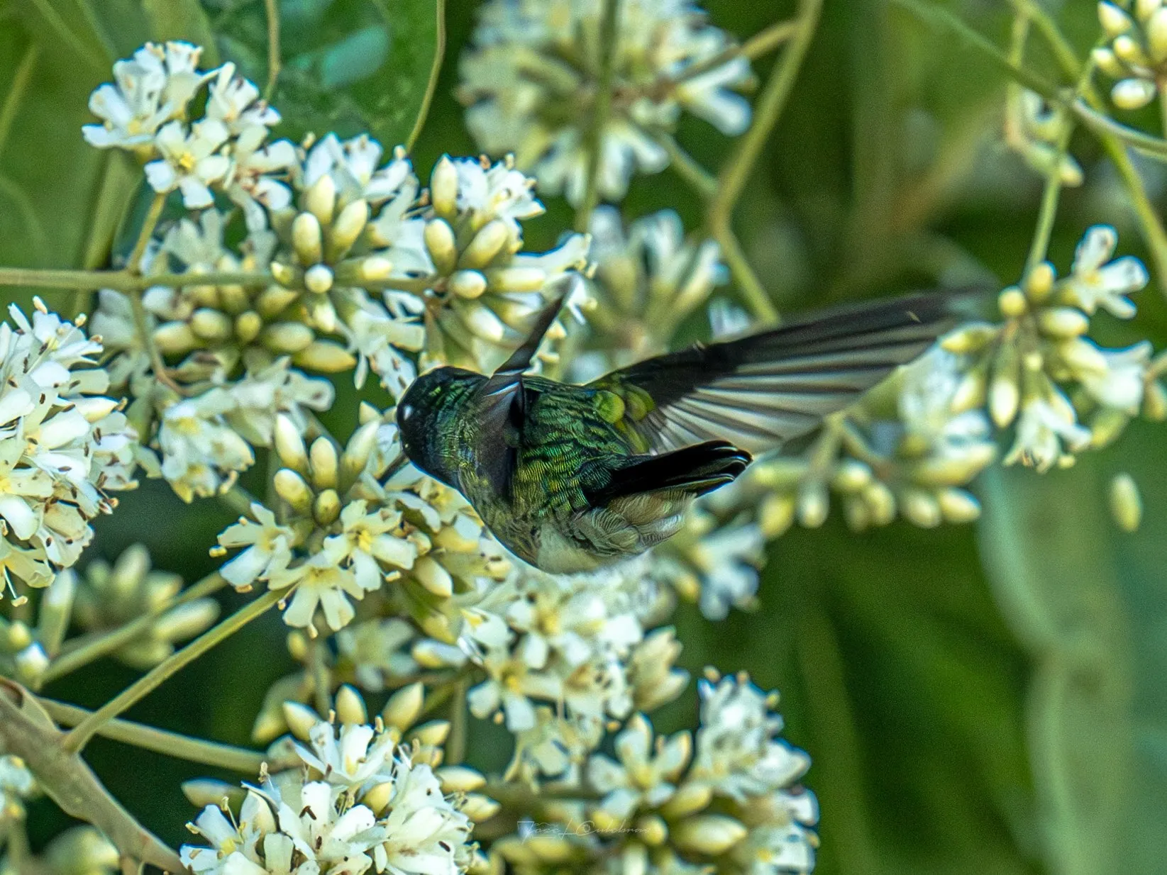 Colibrí