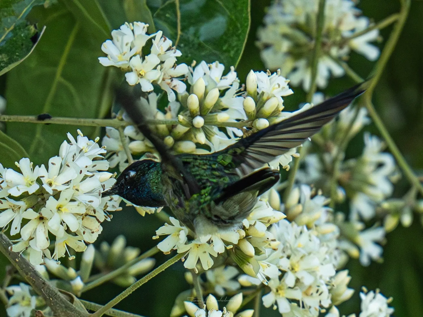 Colibrí