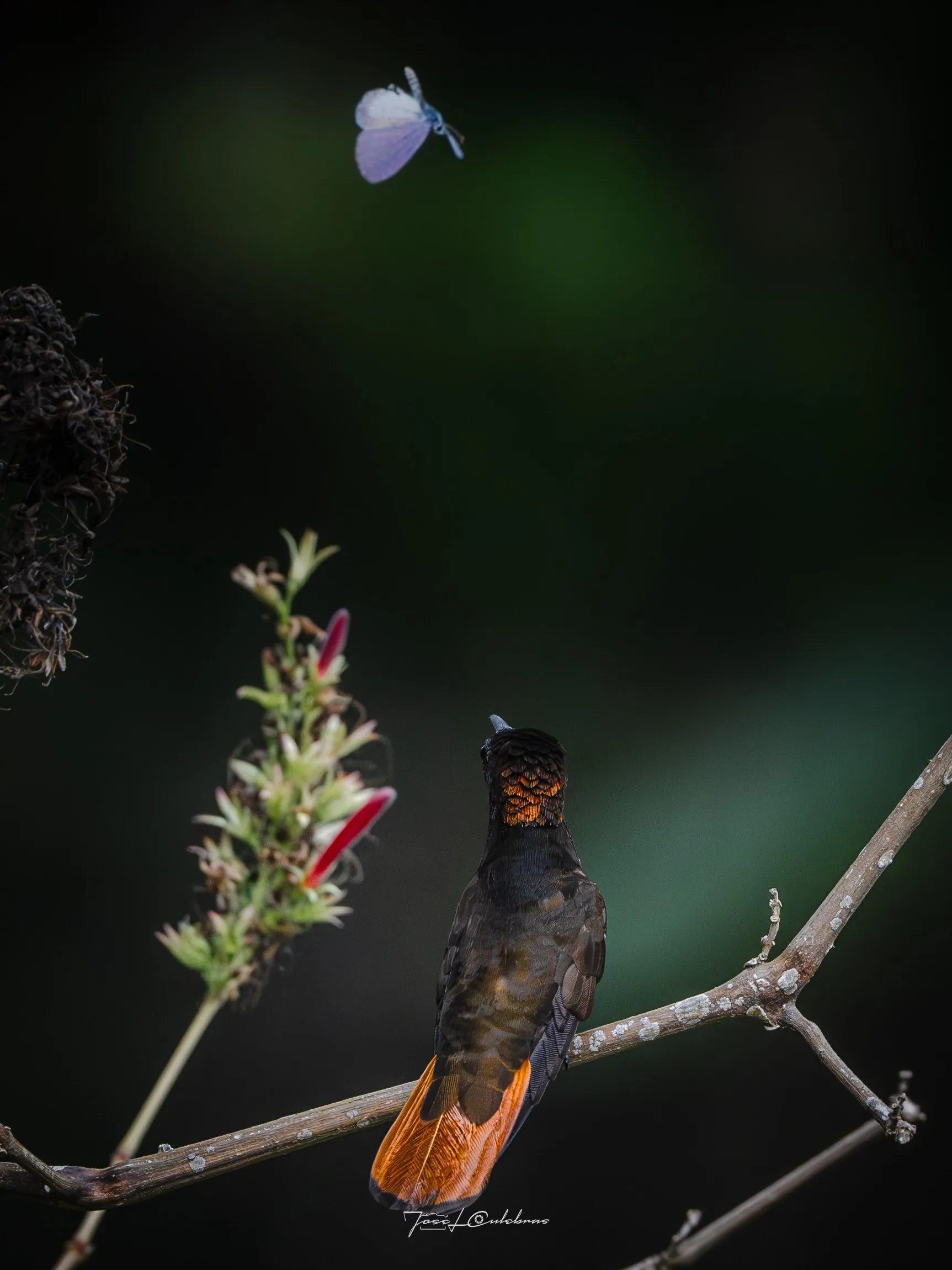 Colibrí
