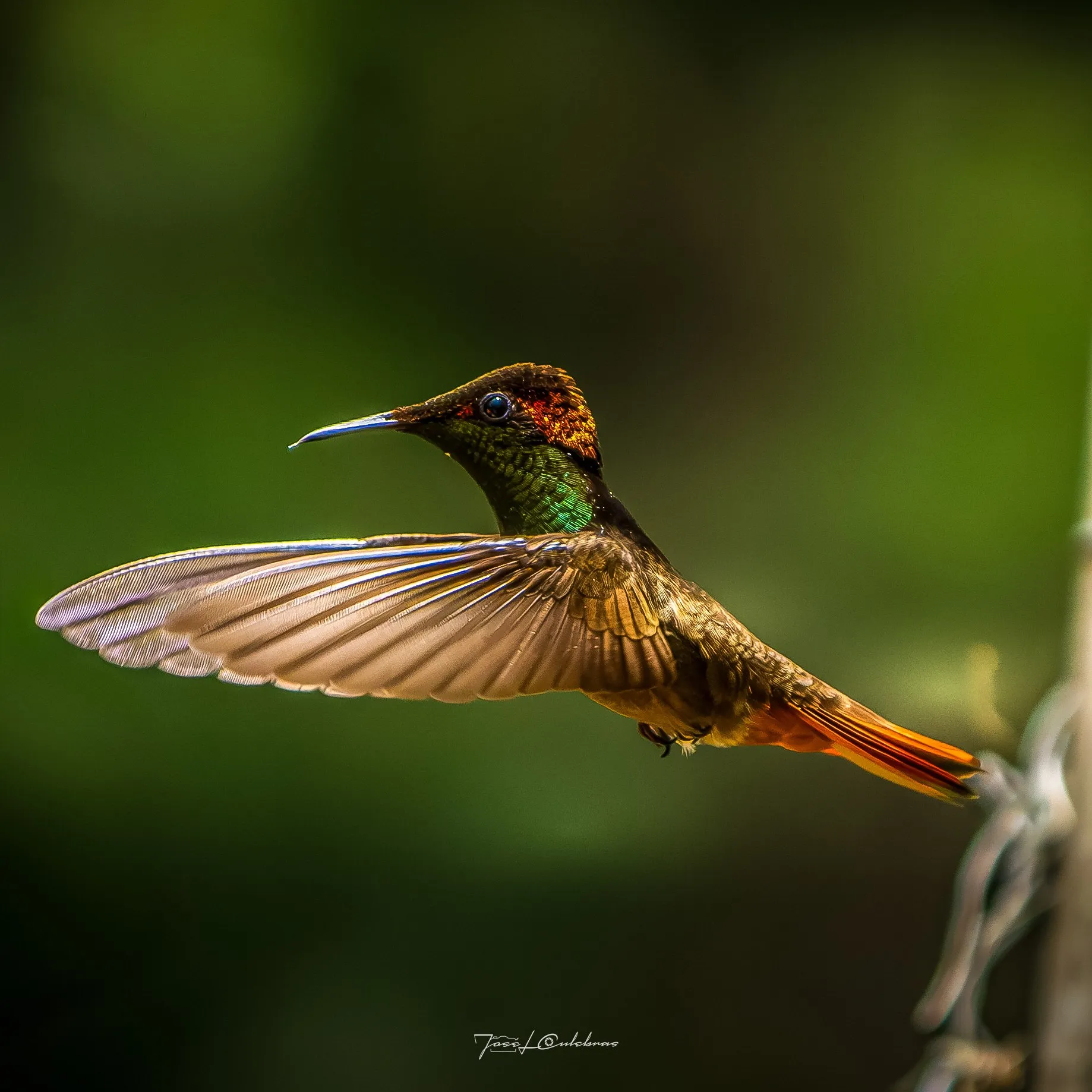 Colibrí