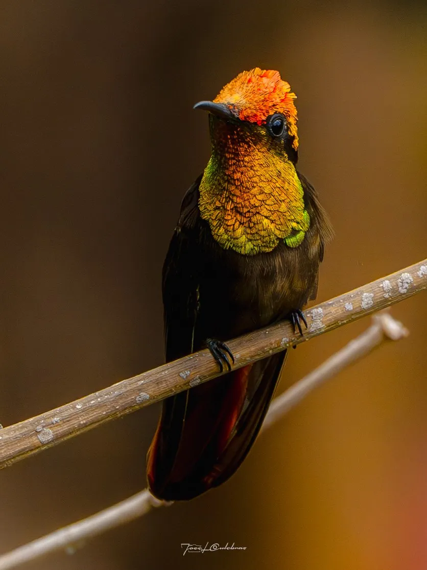 Colibrí