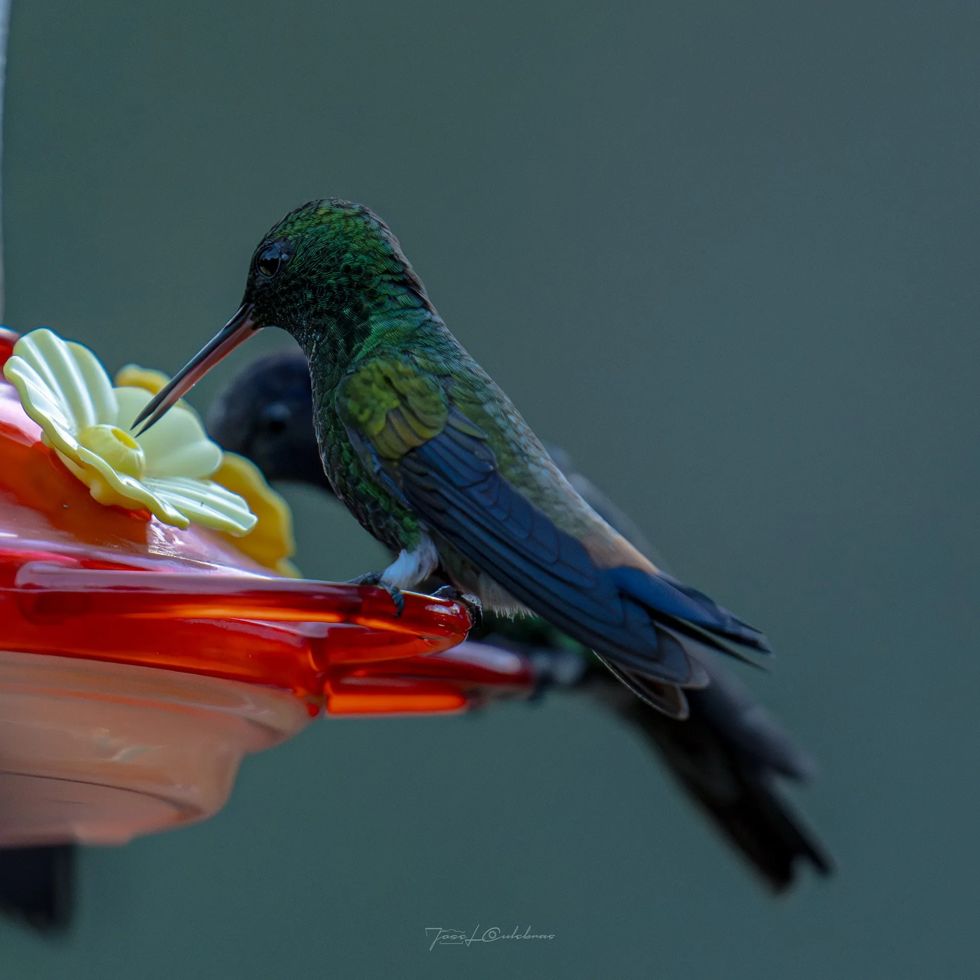 Colibrí