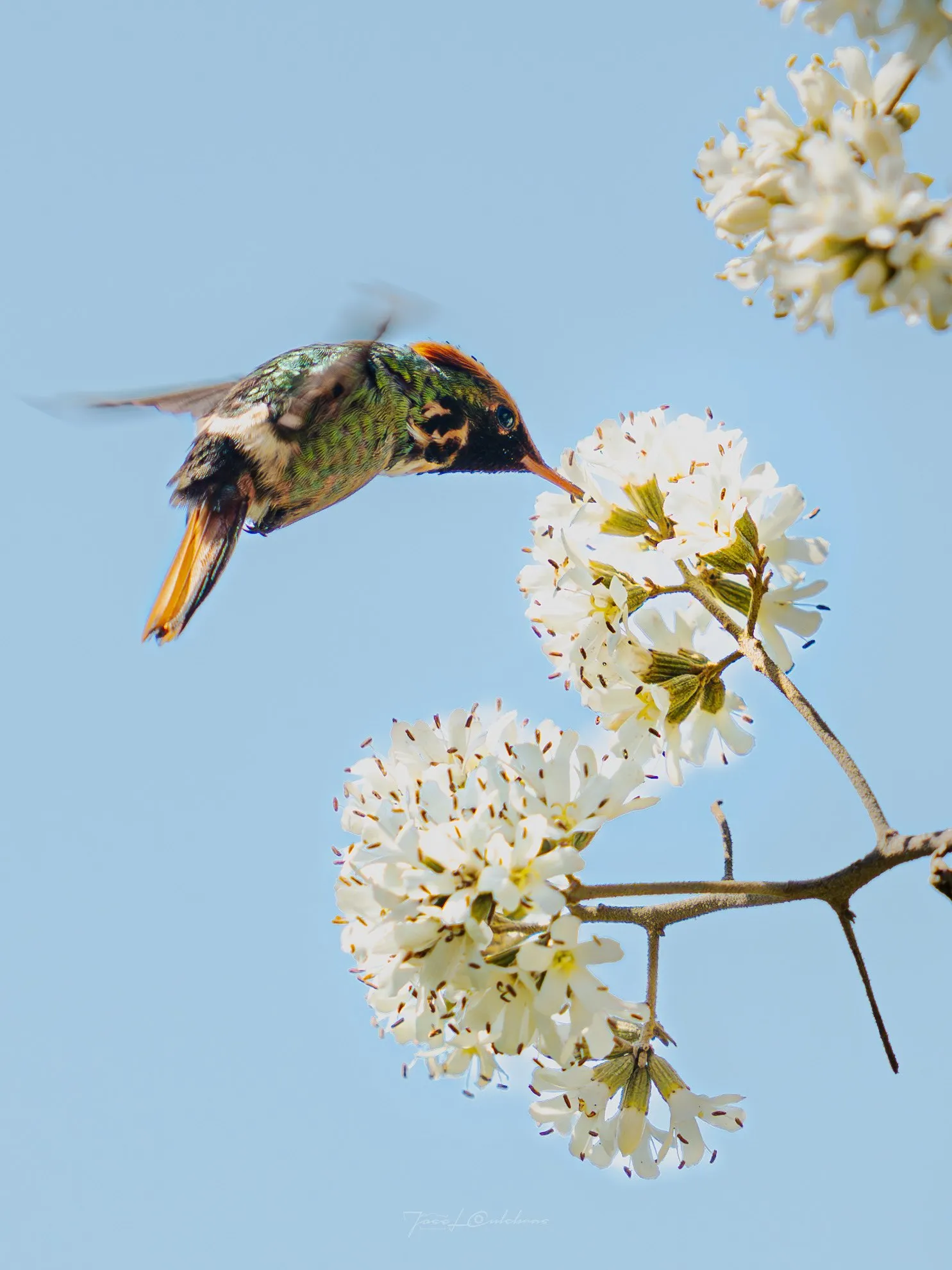 Colibrí