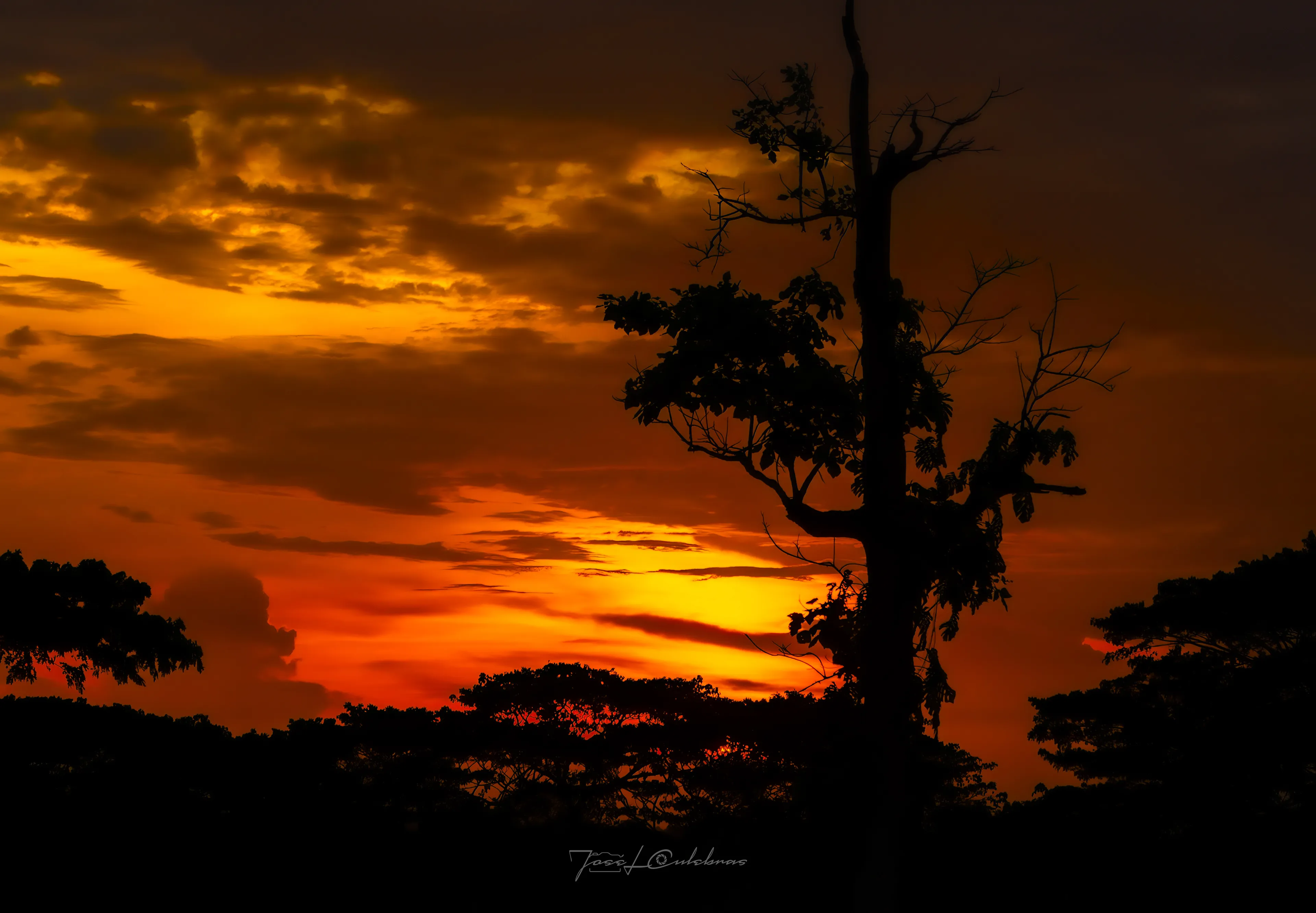 El Árbol del Crepúsculo — Mérida