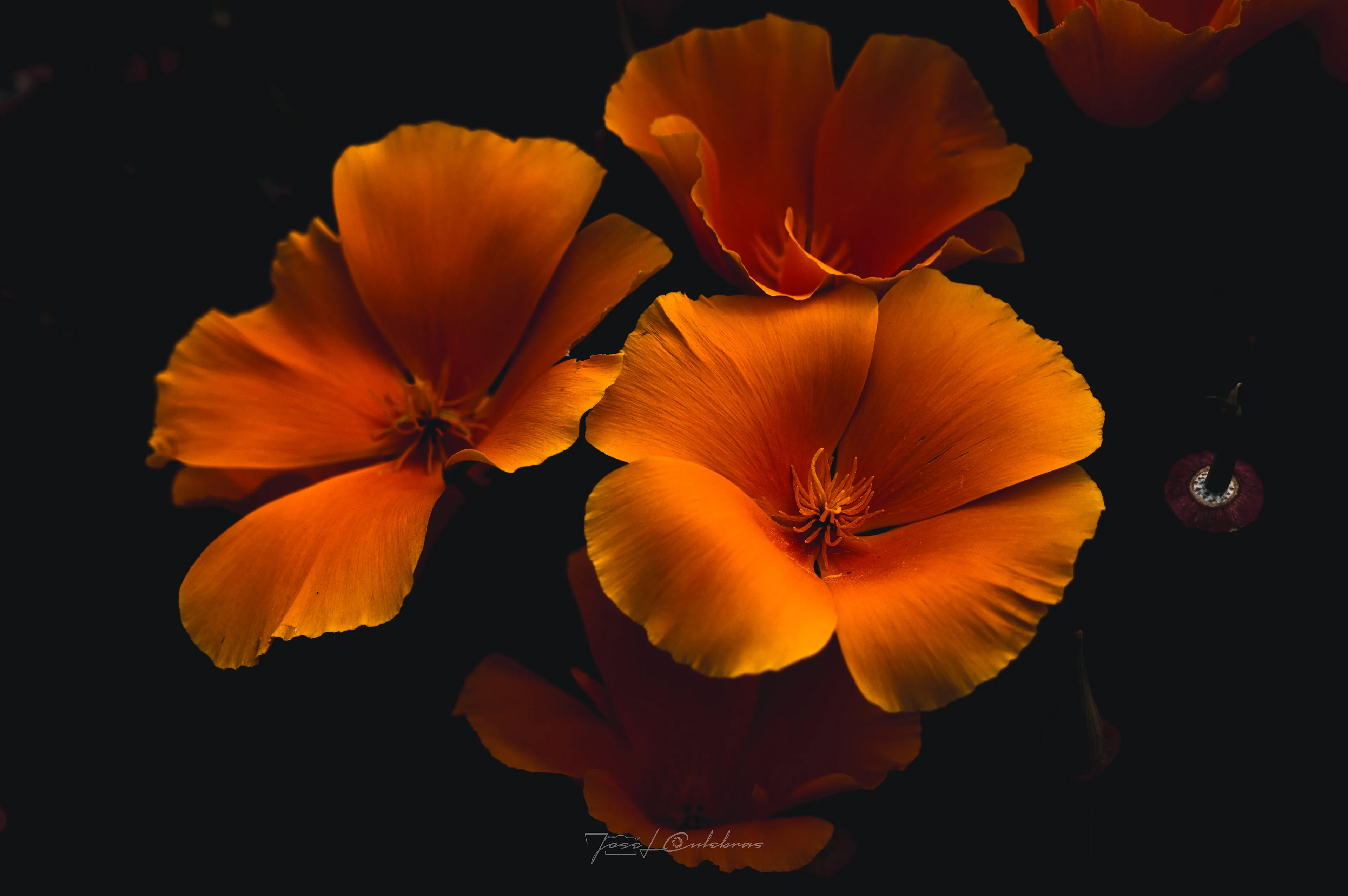 Flores de Fuego — Flora