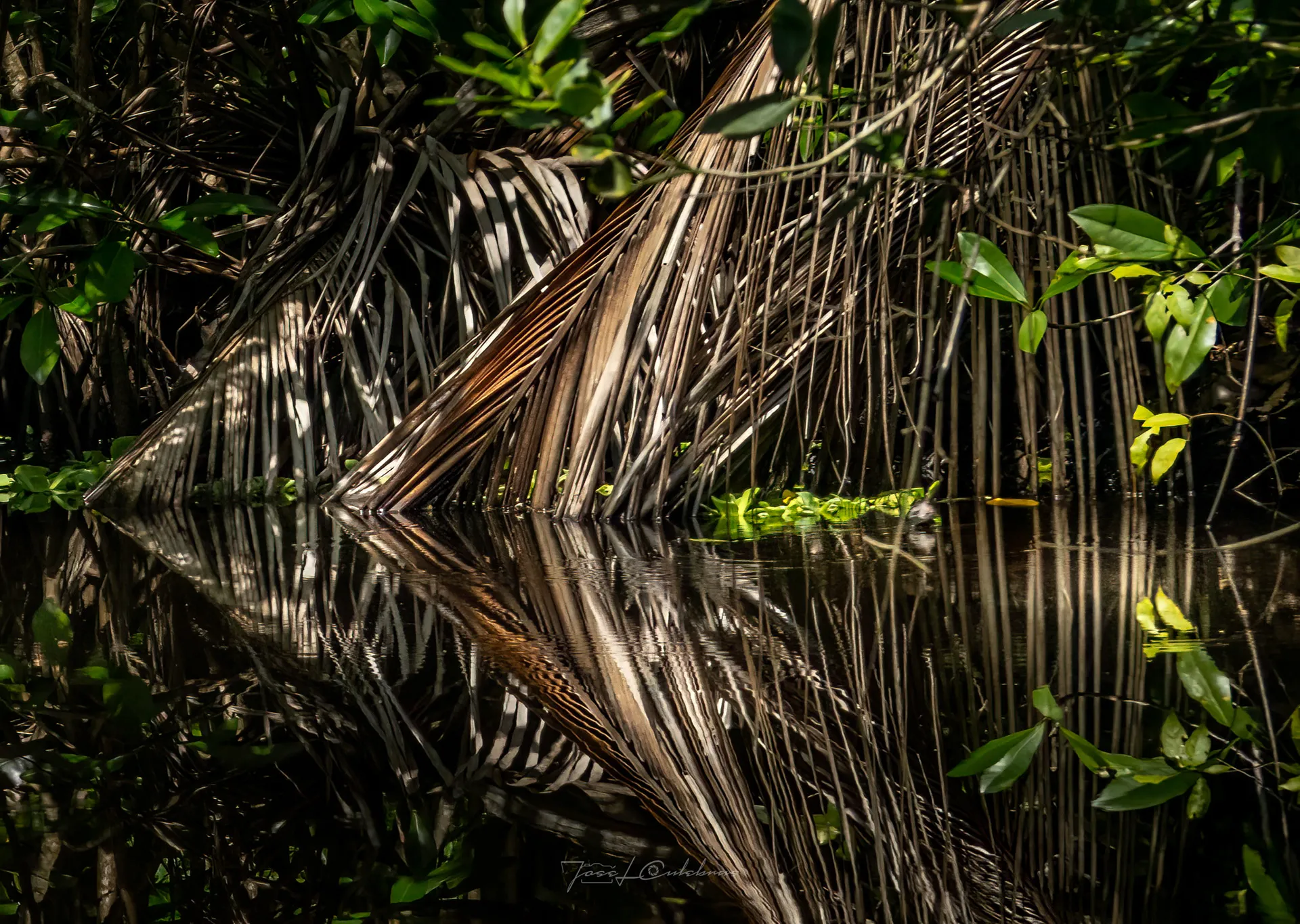 Raíces en el Espejo — Venezuela Indómita