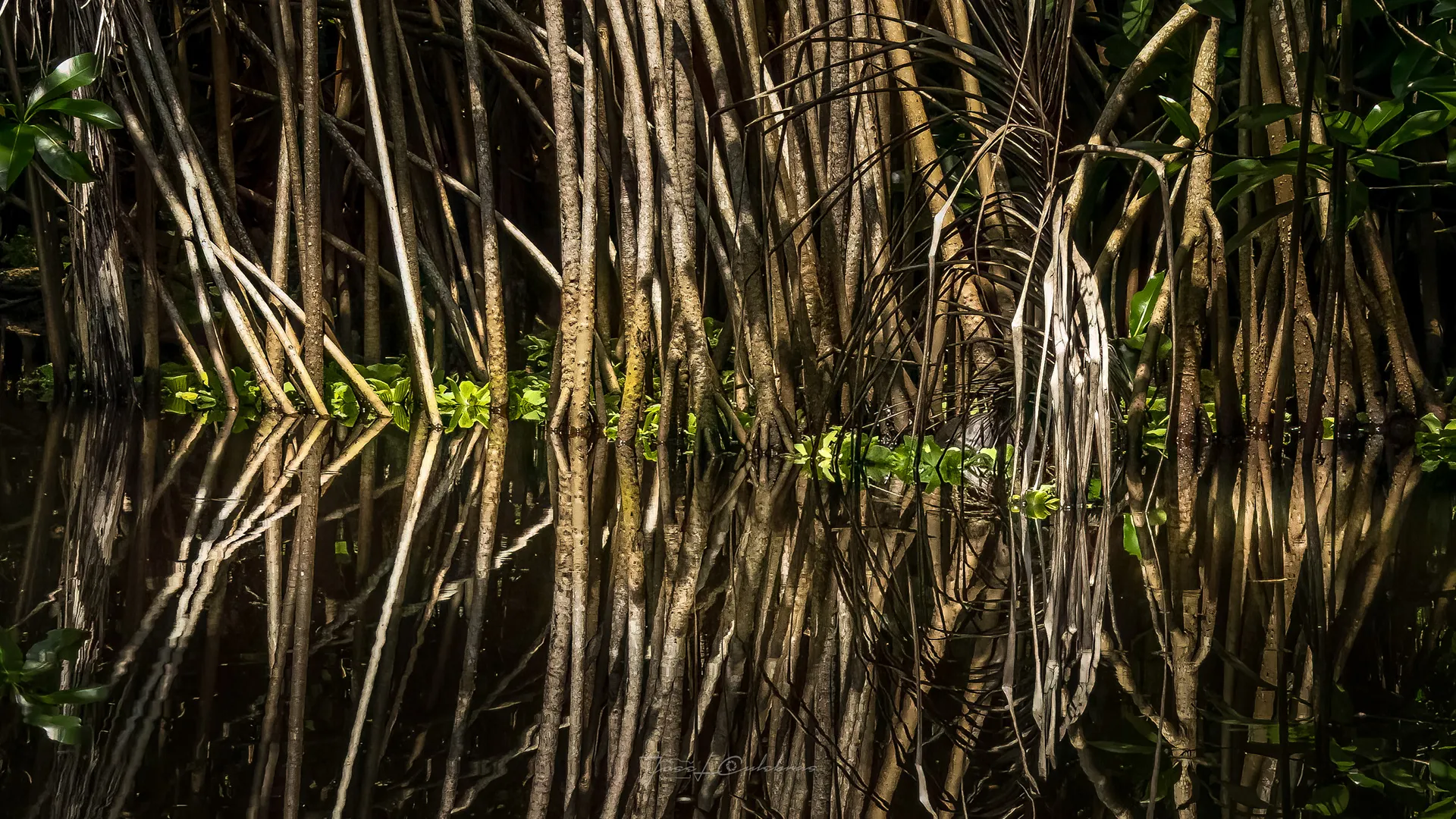 El Bosque Duplicado — Venezuela Indómita