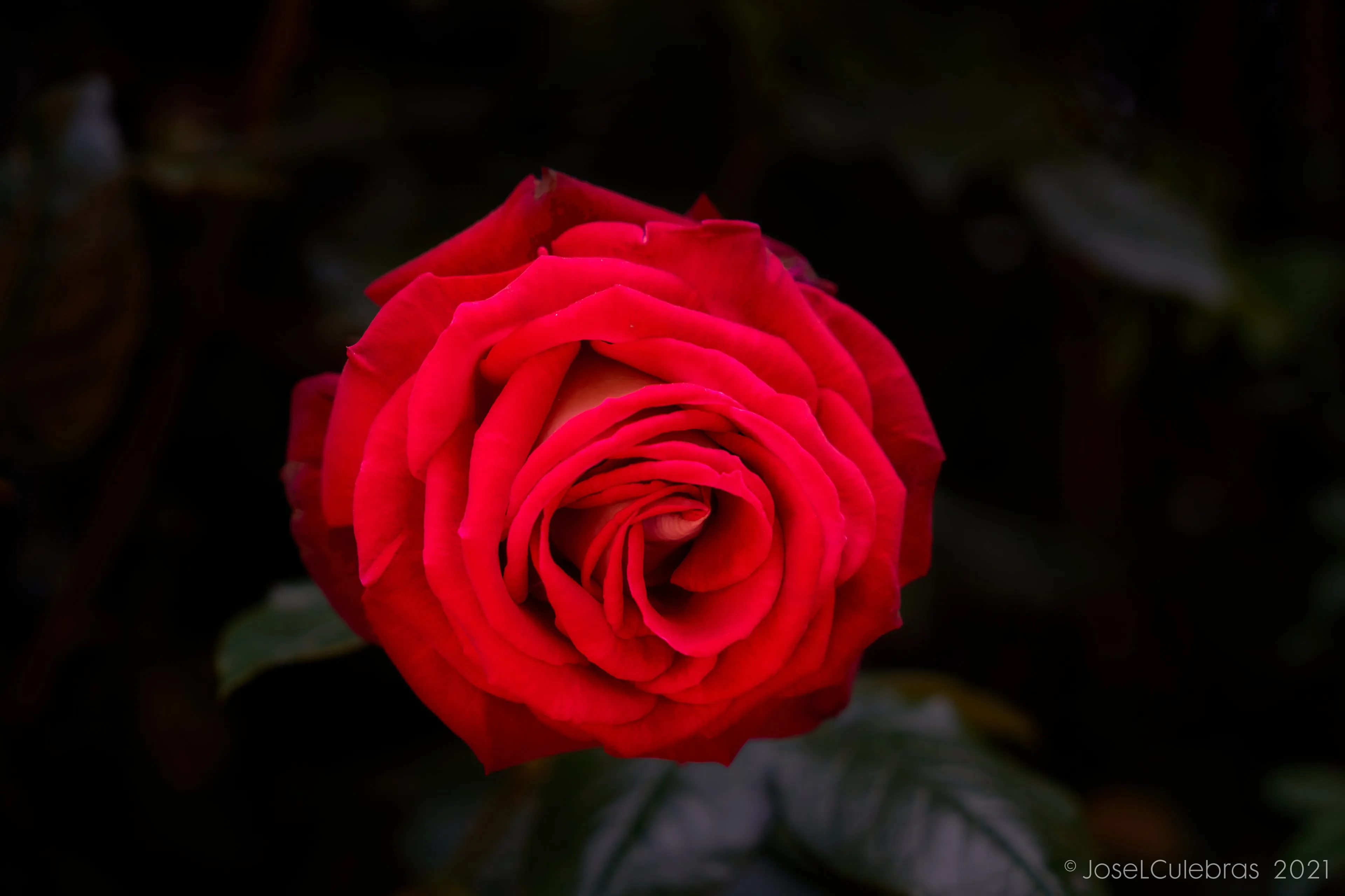 Flora