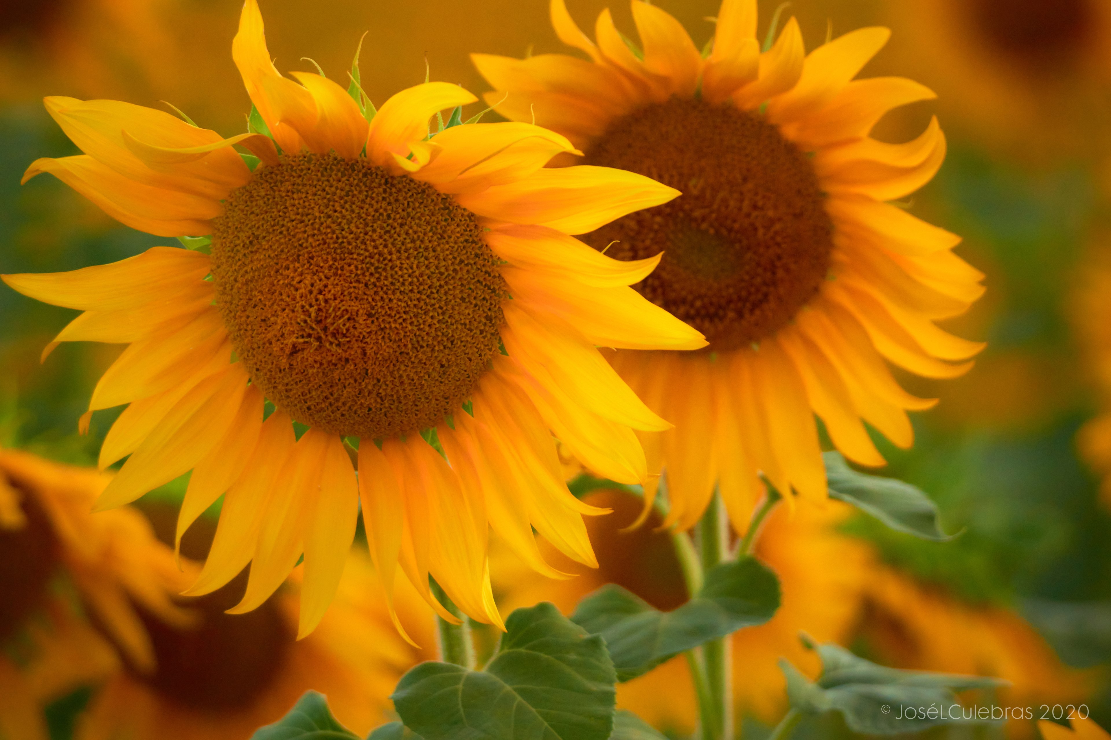 Flora
